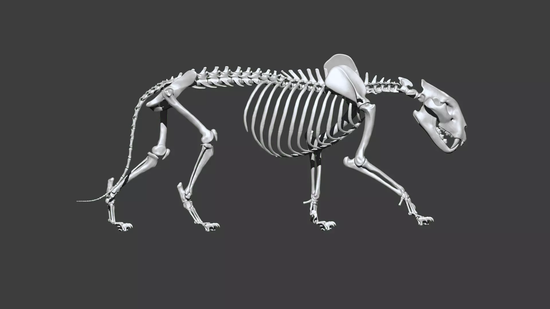 Lion skeleton 3D model_0