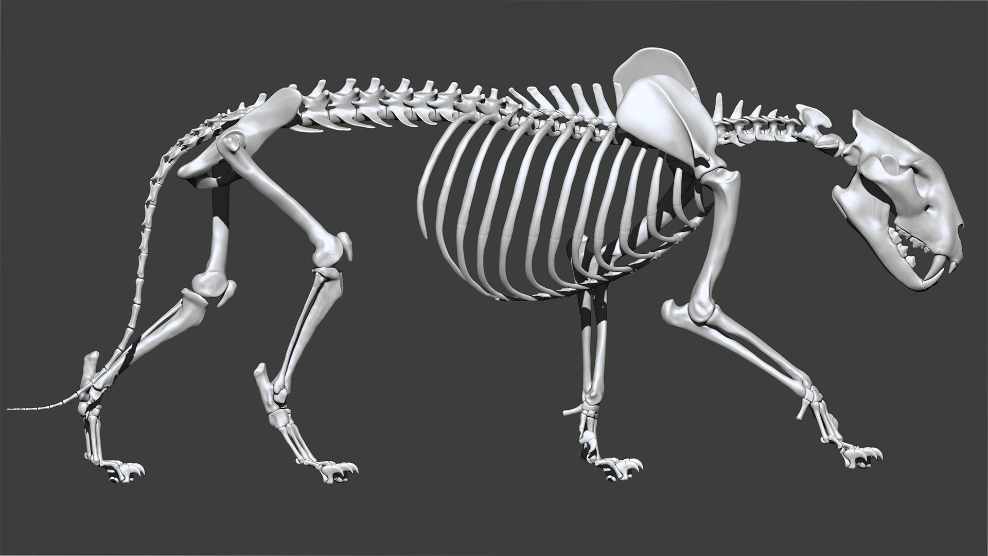 Lion skeleton 3D model_8