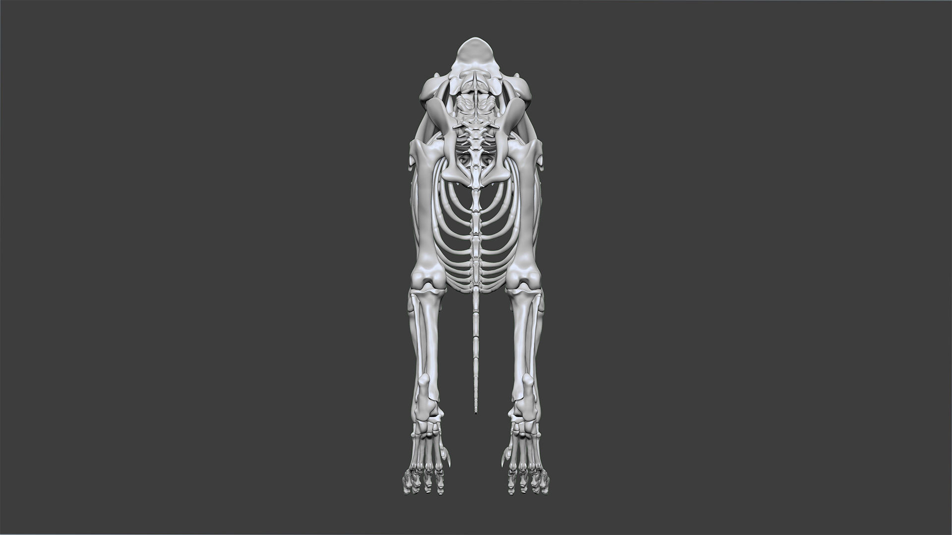 Lion skeleton 3D model_5