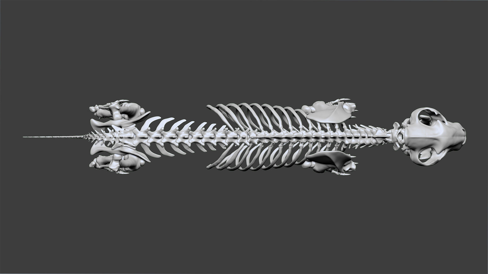 Lion skeleton 3D model_6