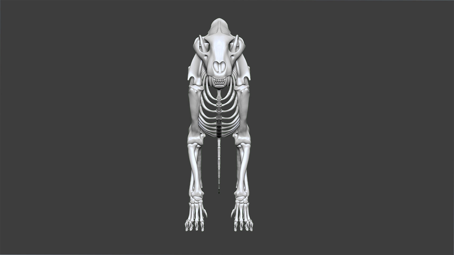 Lion skeleton 3D model_4