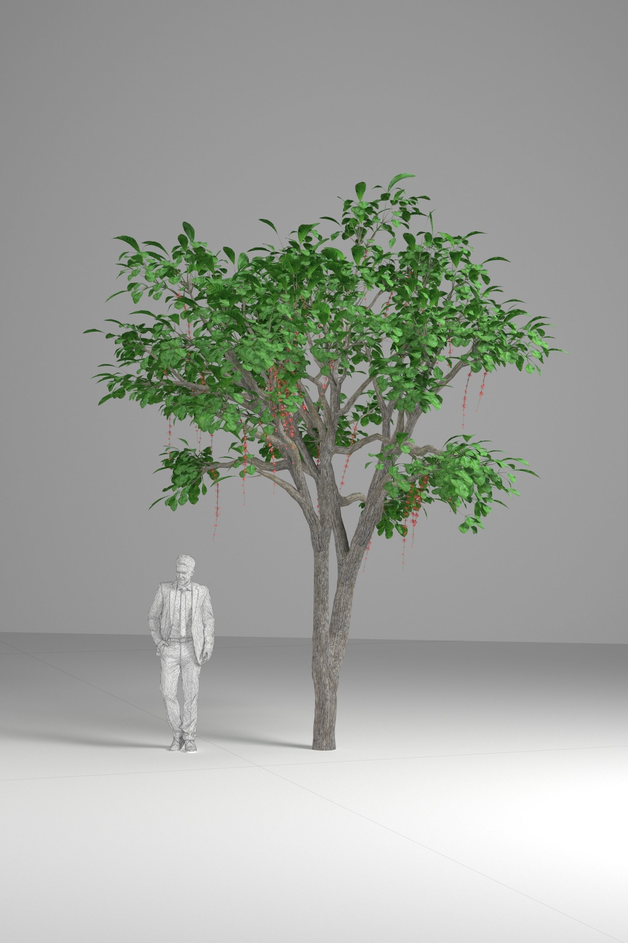 Barringtonia acutangula 3D model_1