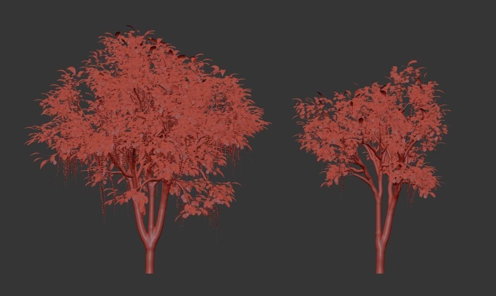 Barringtonia acutangula 3D model_4