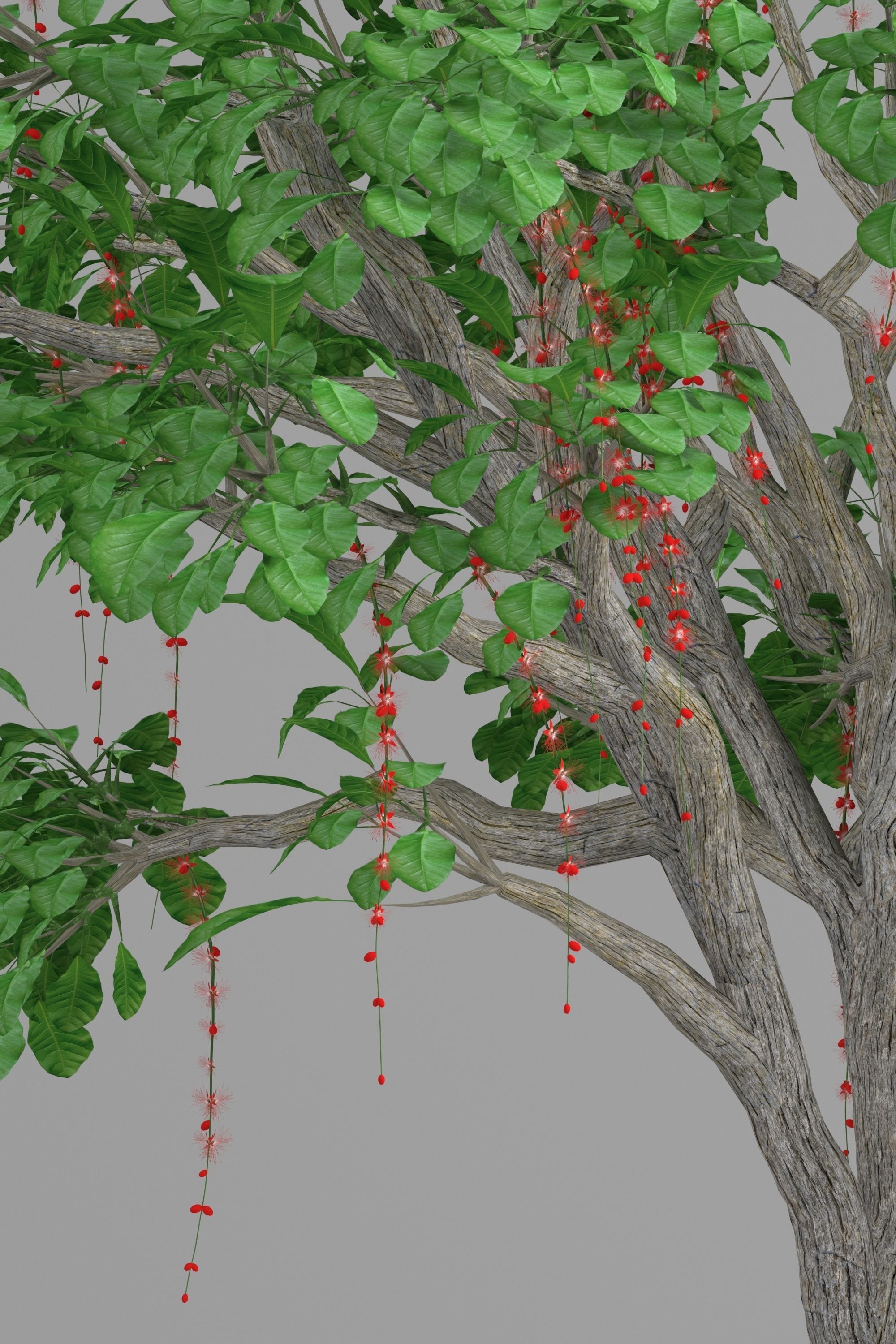 Barringtonia acutangula 3D model_2