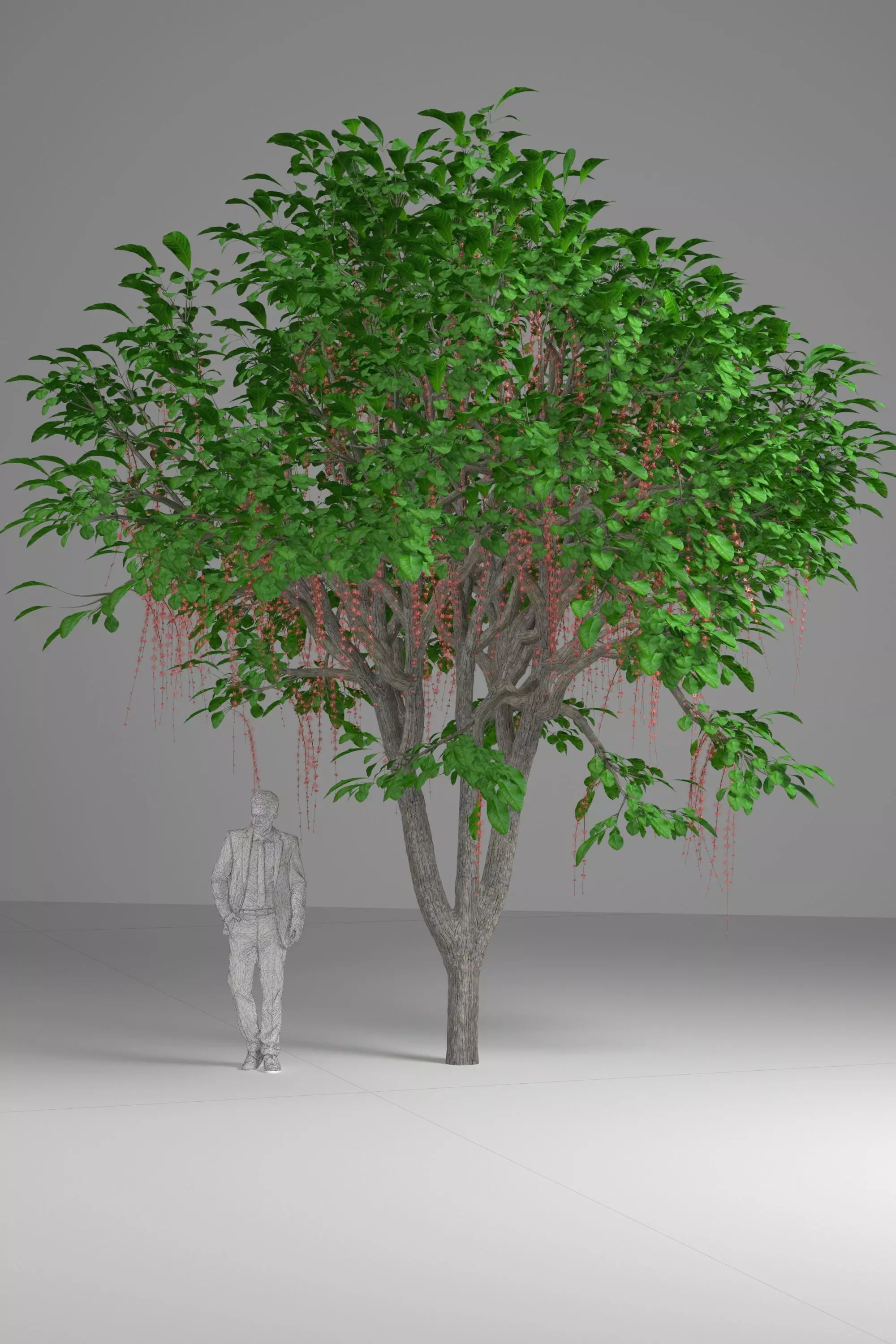 Barringtonia acutangula 3D model_0