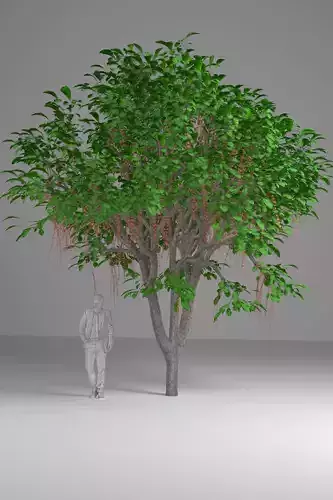 Barringtonia acutangula