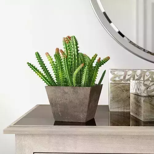 Euphorbia Cactus in Planter