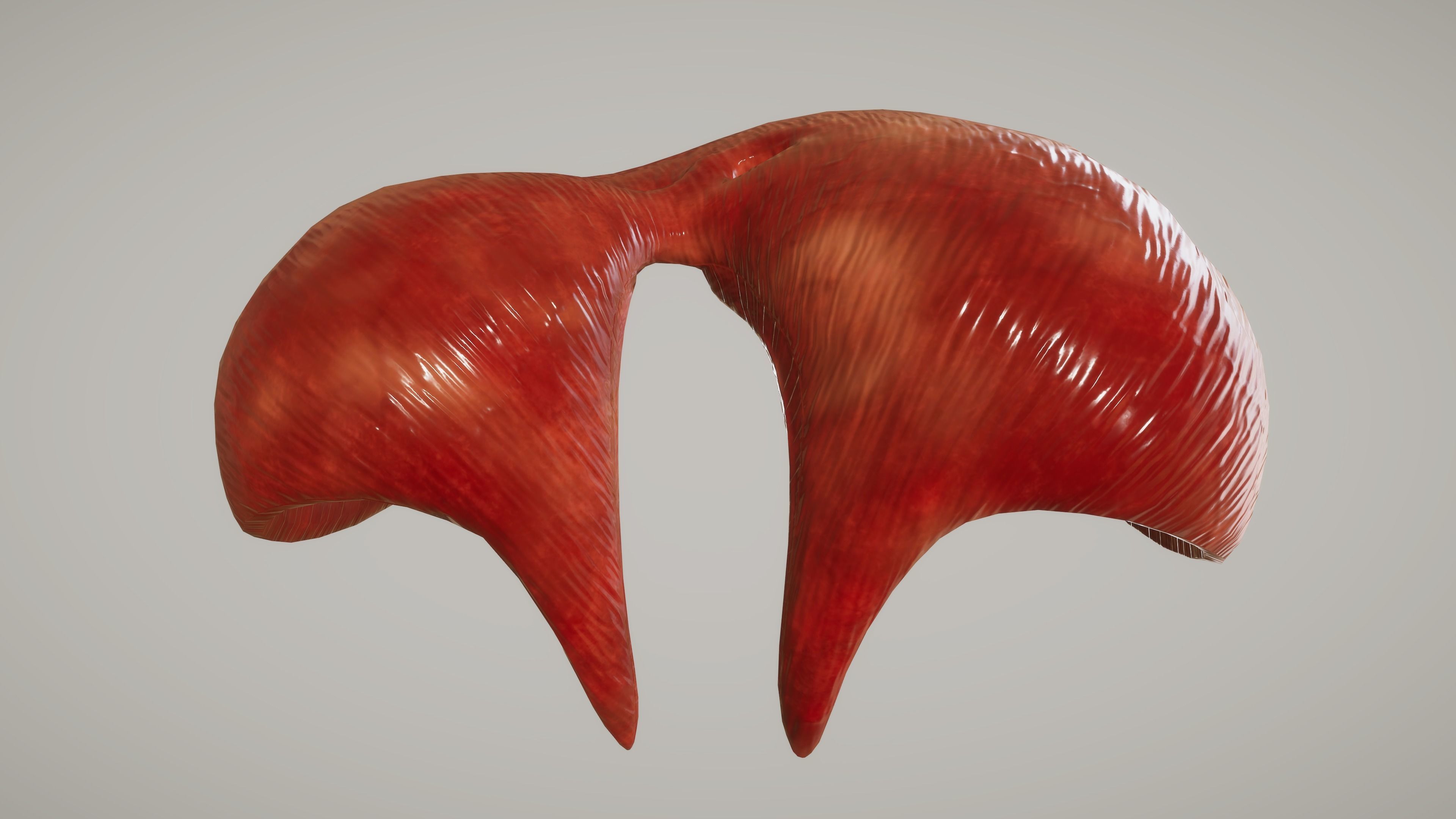 Human Organ System Low-poly 3D model_14