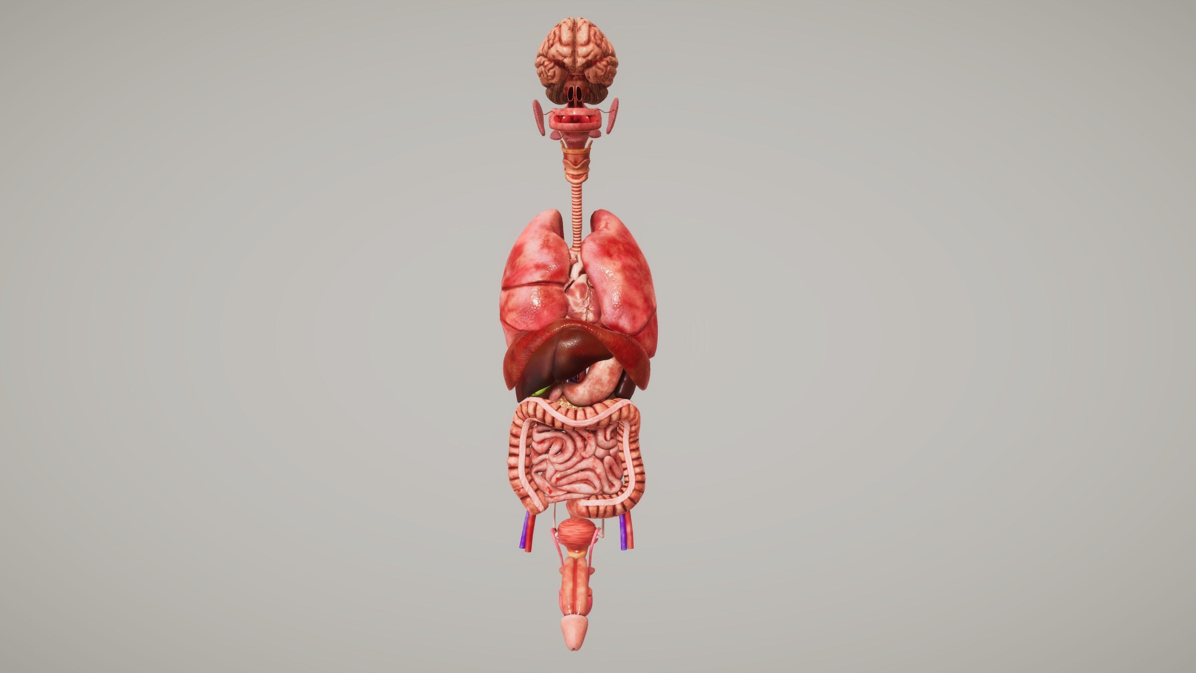 Human Organ System Low-poly 3D model_1