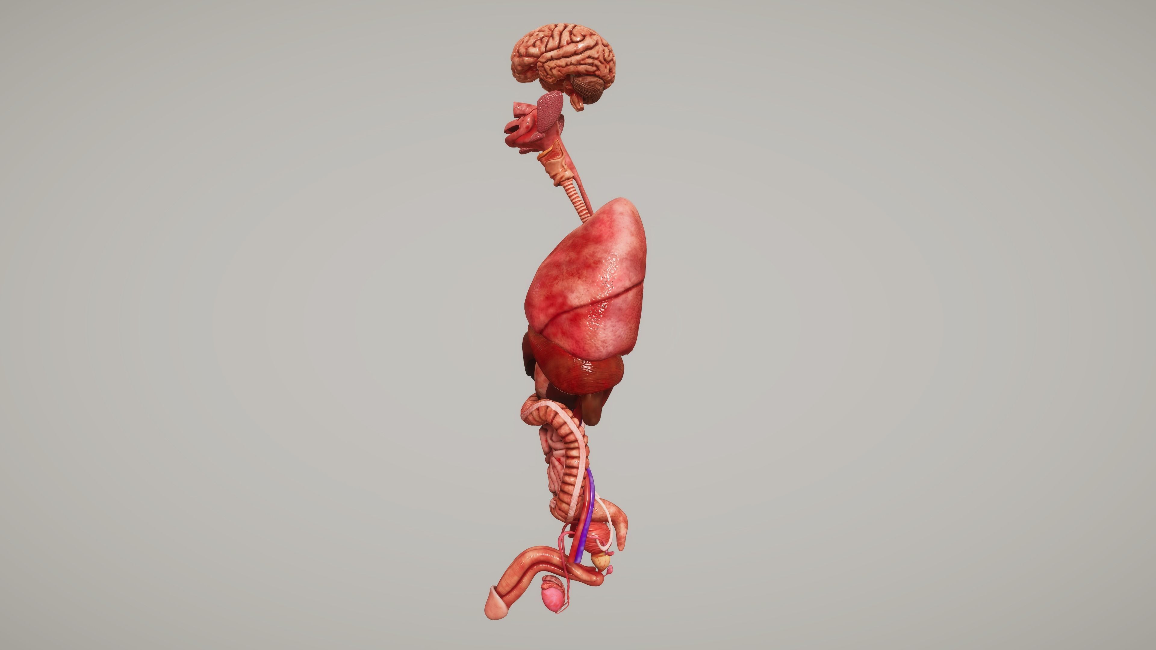 Human Organ System Low-poly 3D model_4