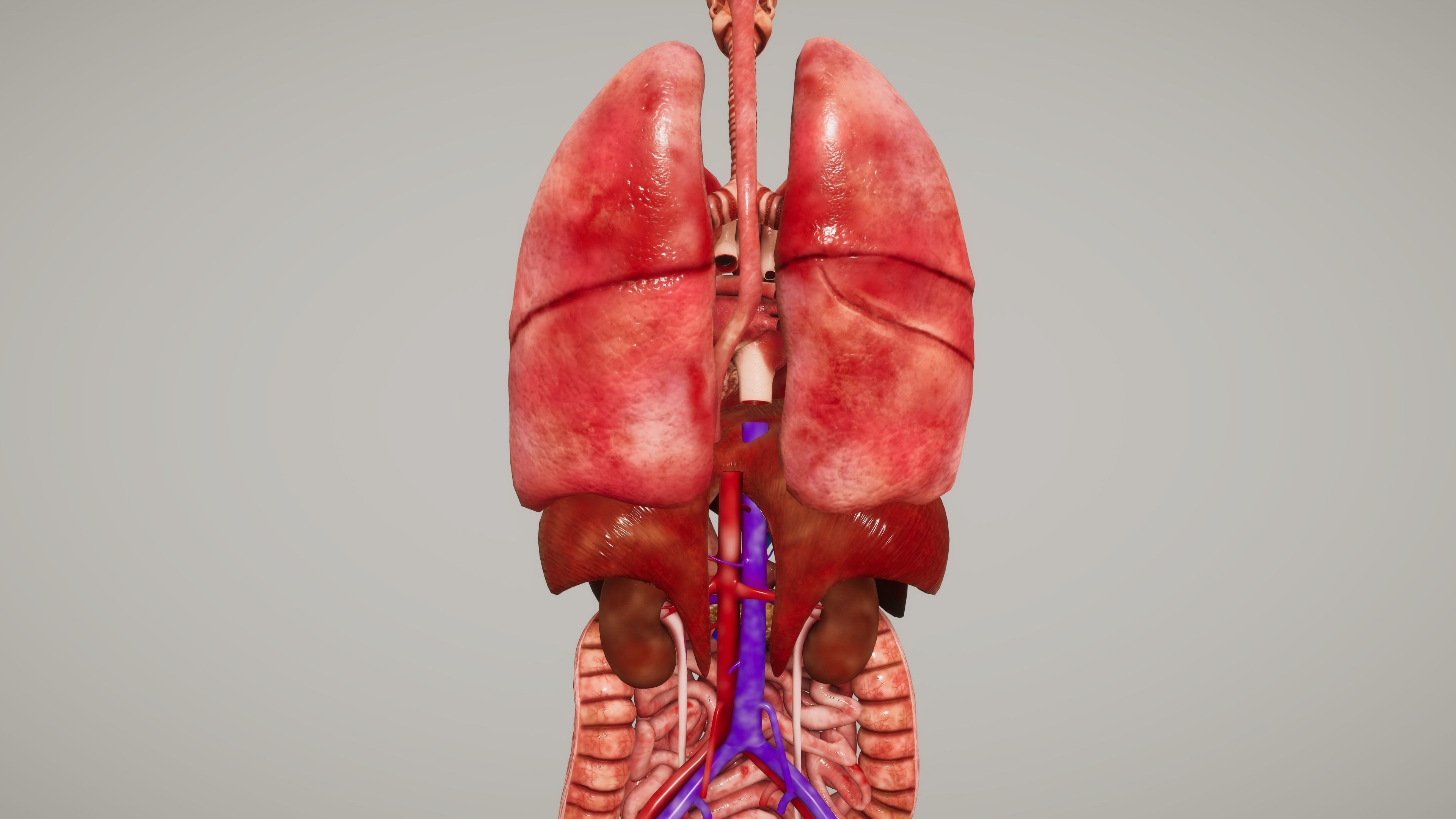Human Organ System Low-poly 3D model_8