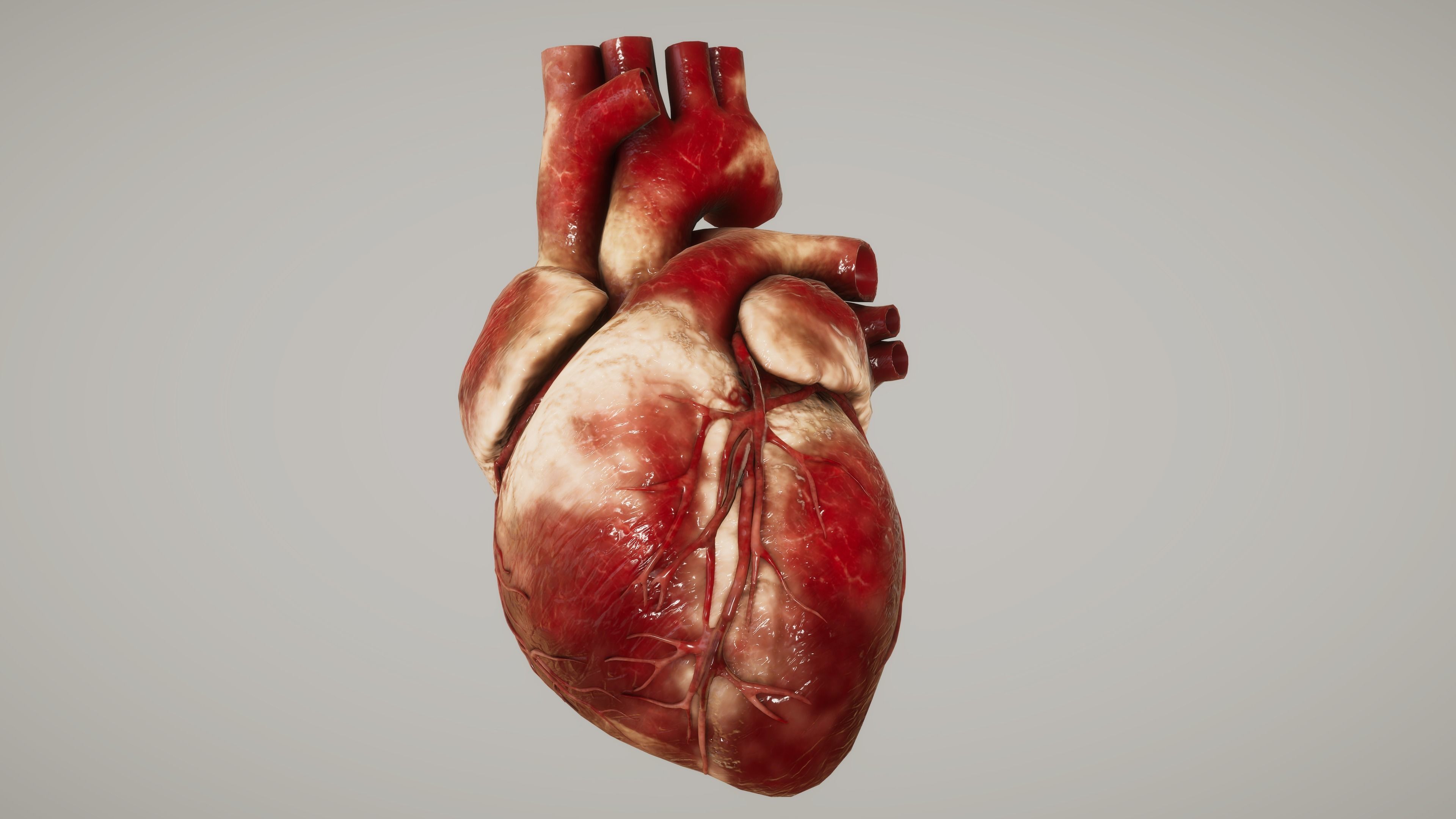 Human Organ System Low-poly 3D model_20