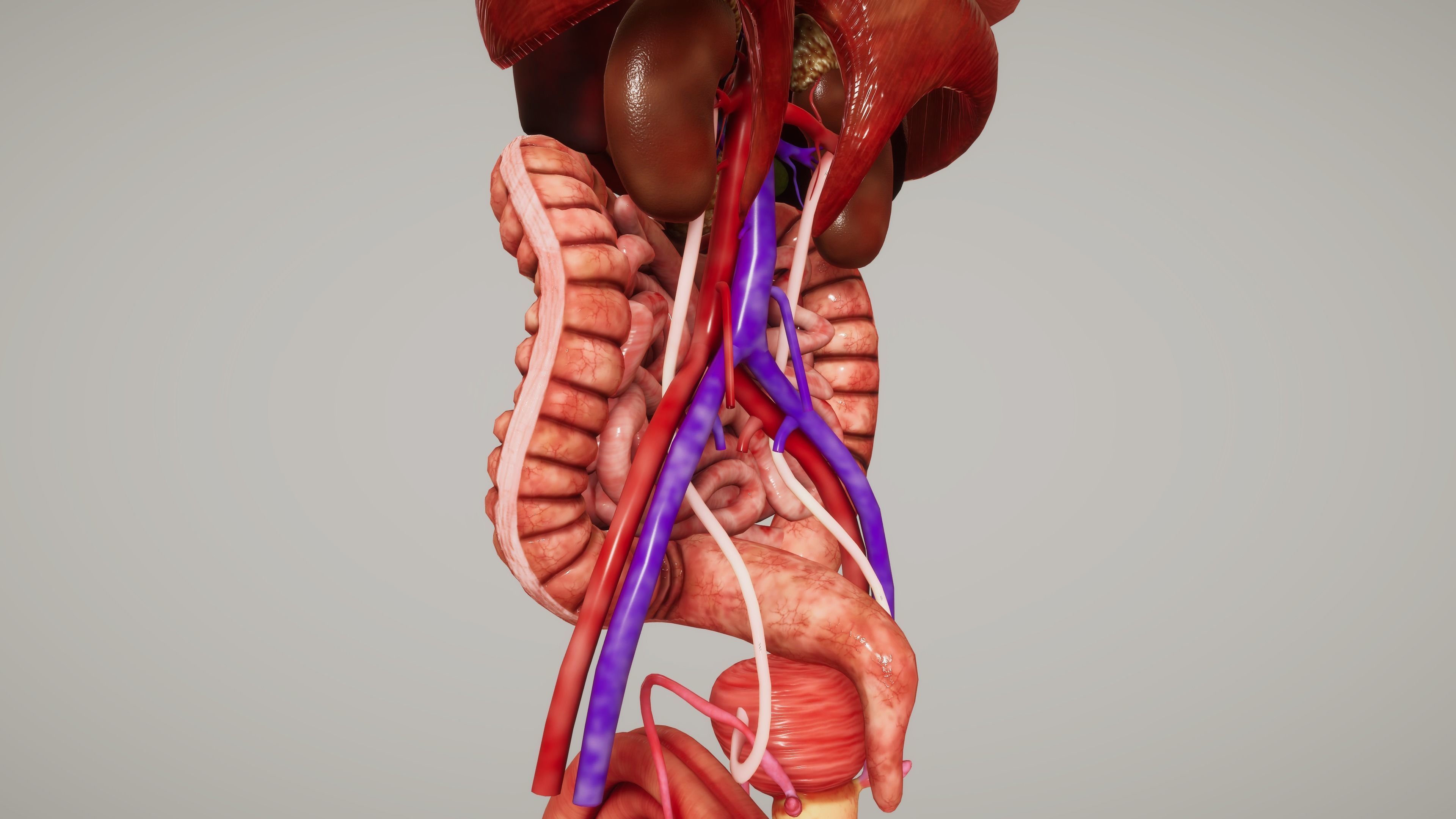 Human Organ System Low-poly 3D model_9
