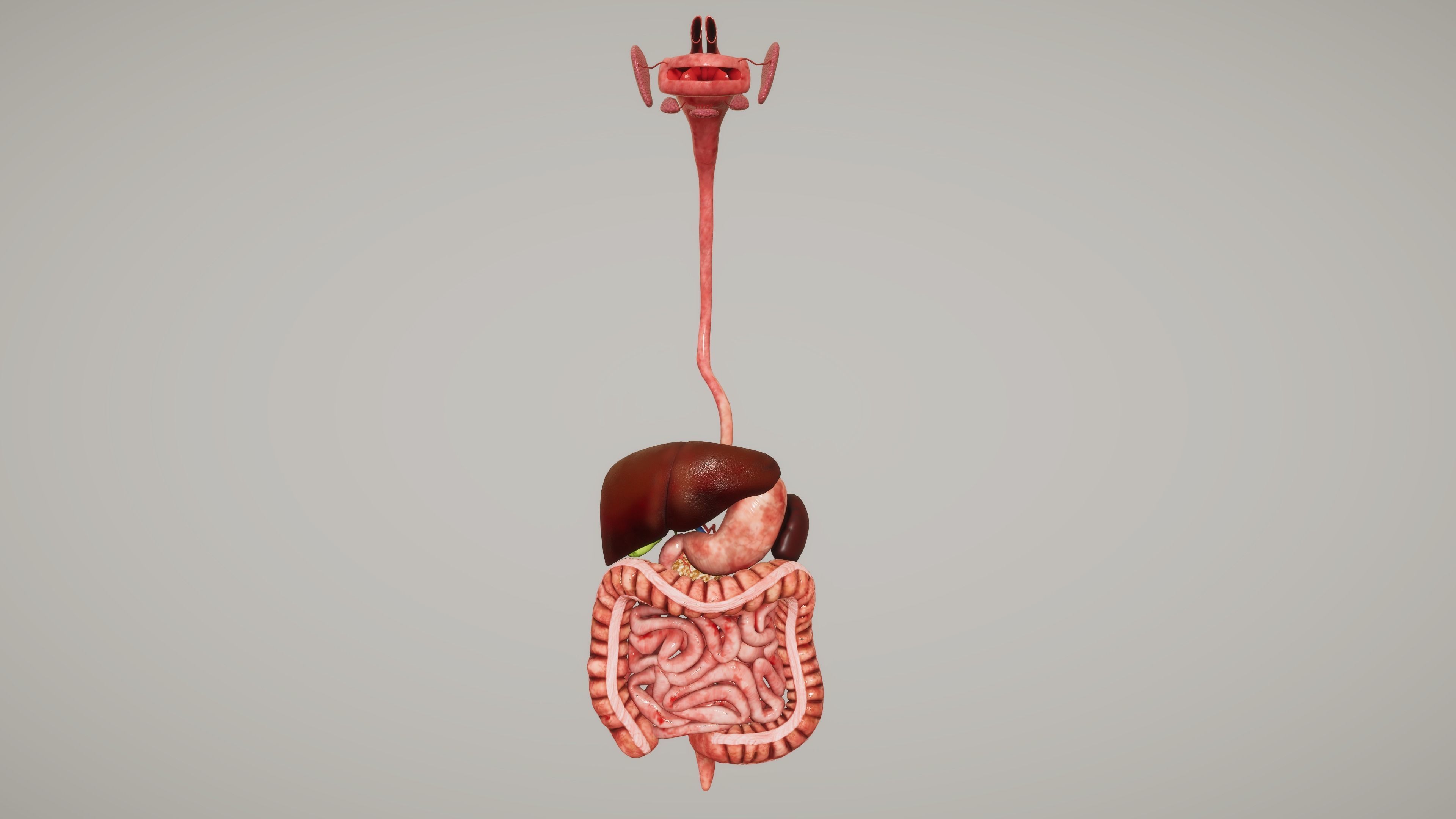 Human Organ System Low-poly 3D model_16