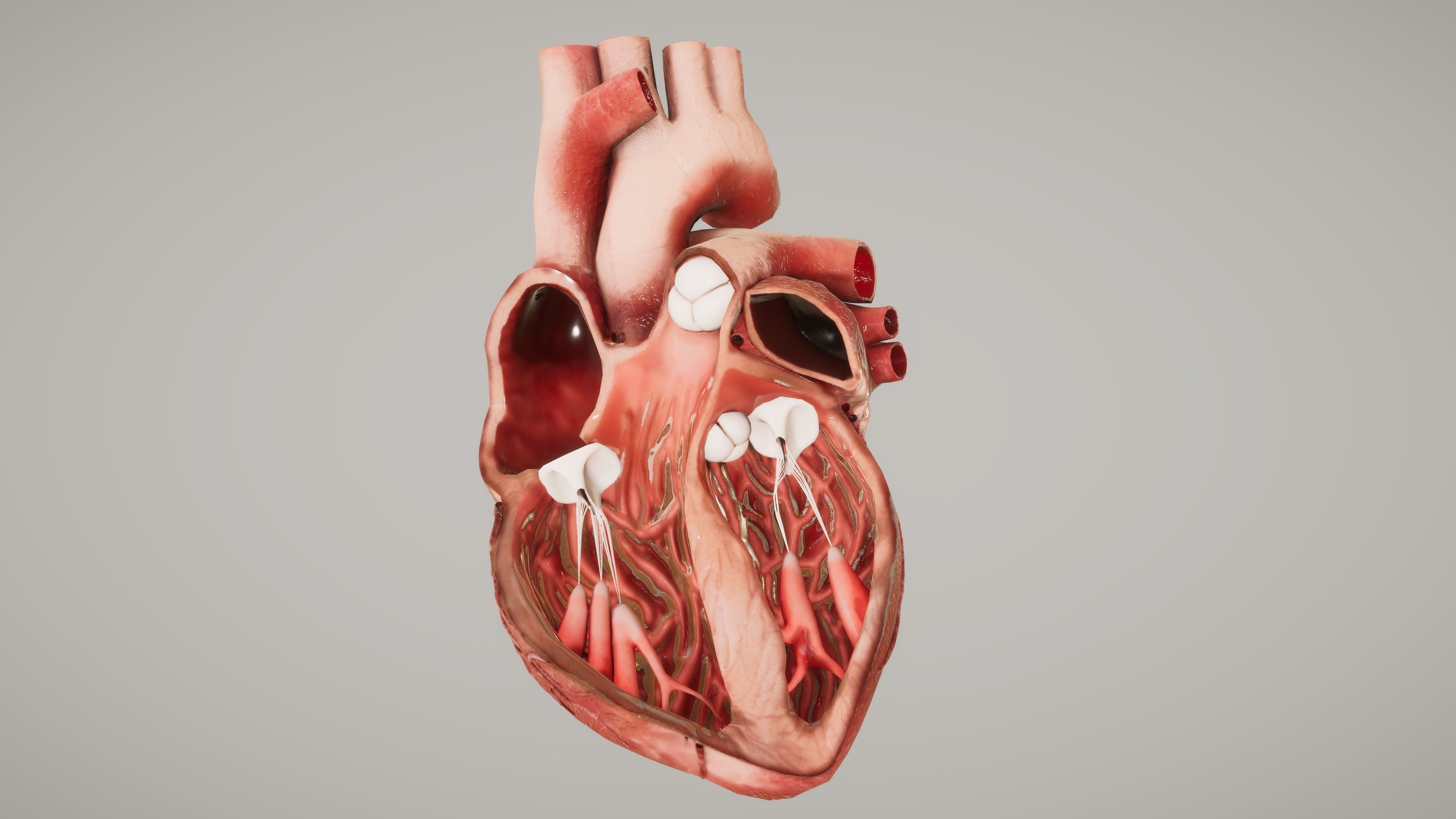 Human Organ System Low-poly 3D model_21