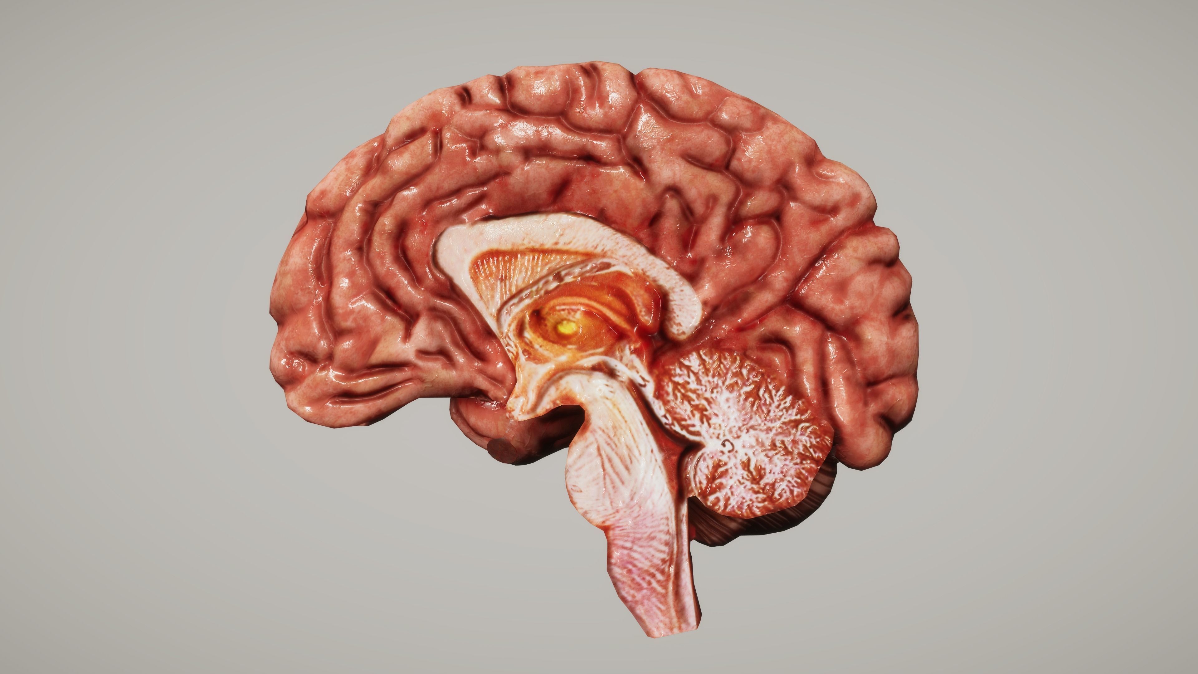 Human Organ System Low-poly 3D model_13