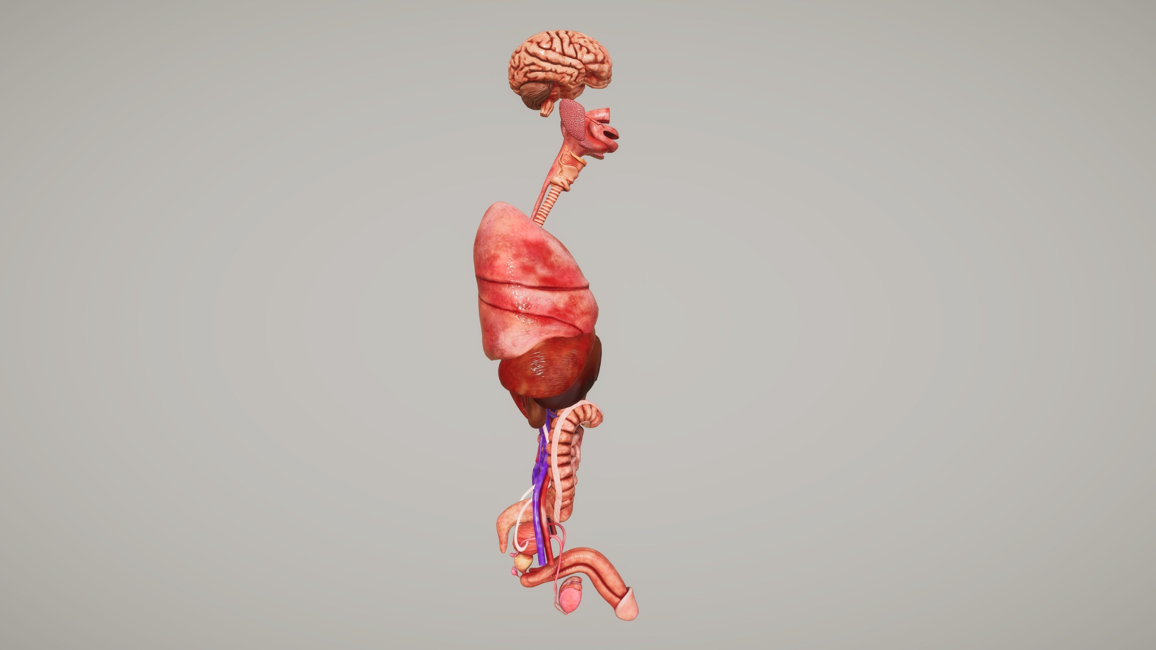 Human Organ System Low-poly 3D model_2