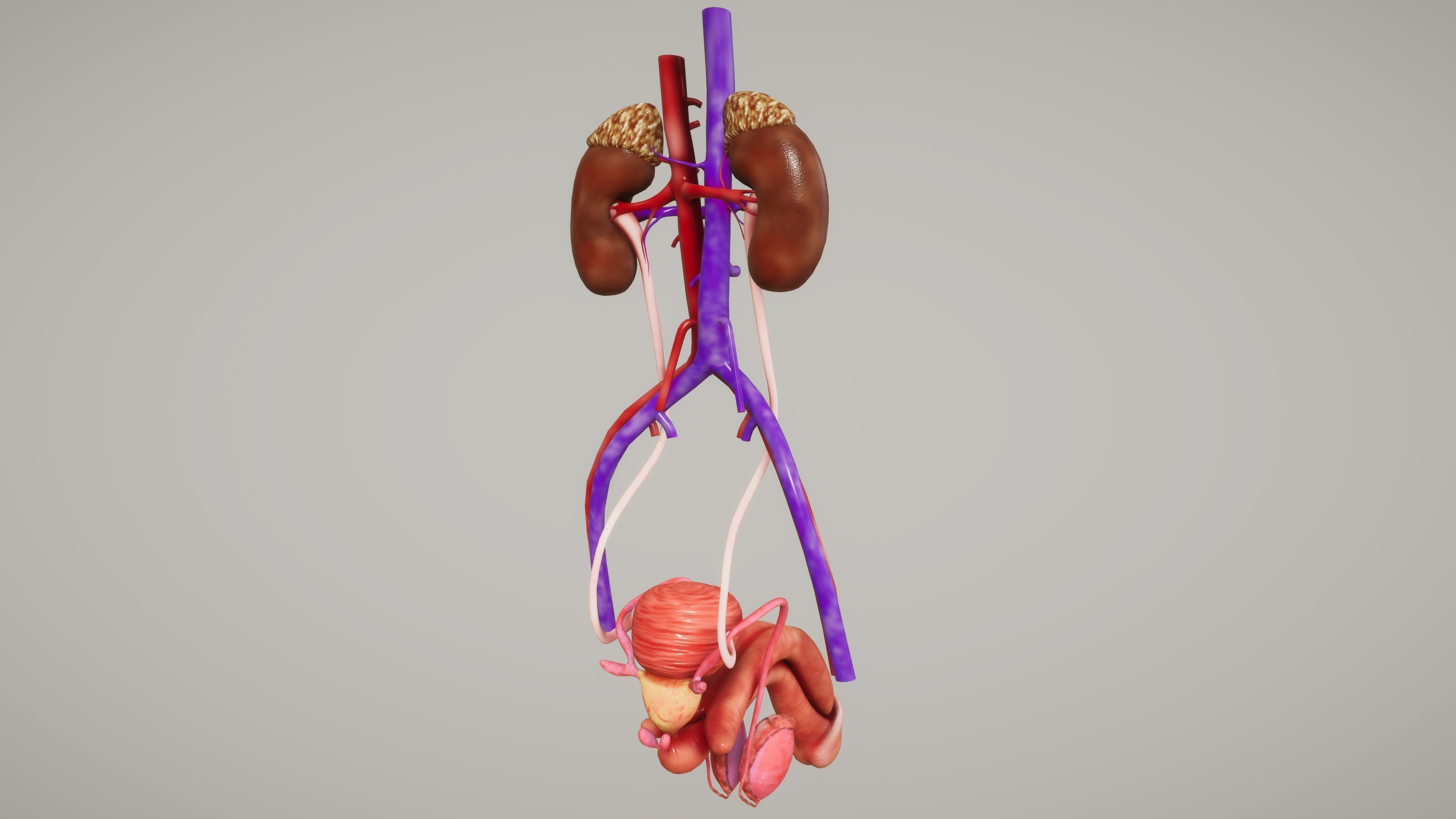 Human Organ System Low-poly 3D model_25