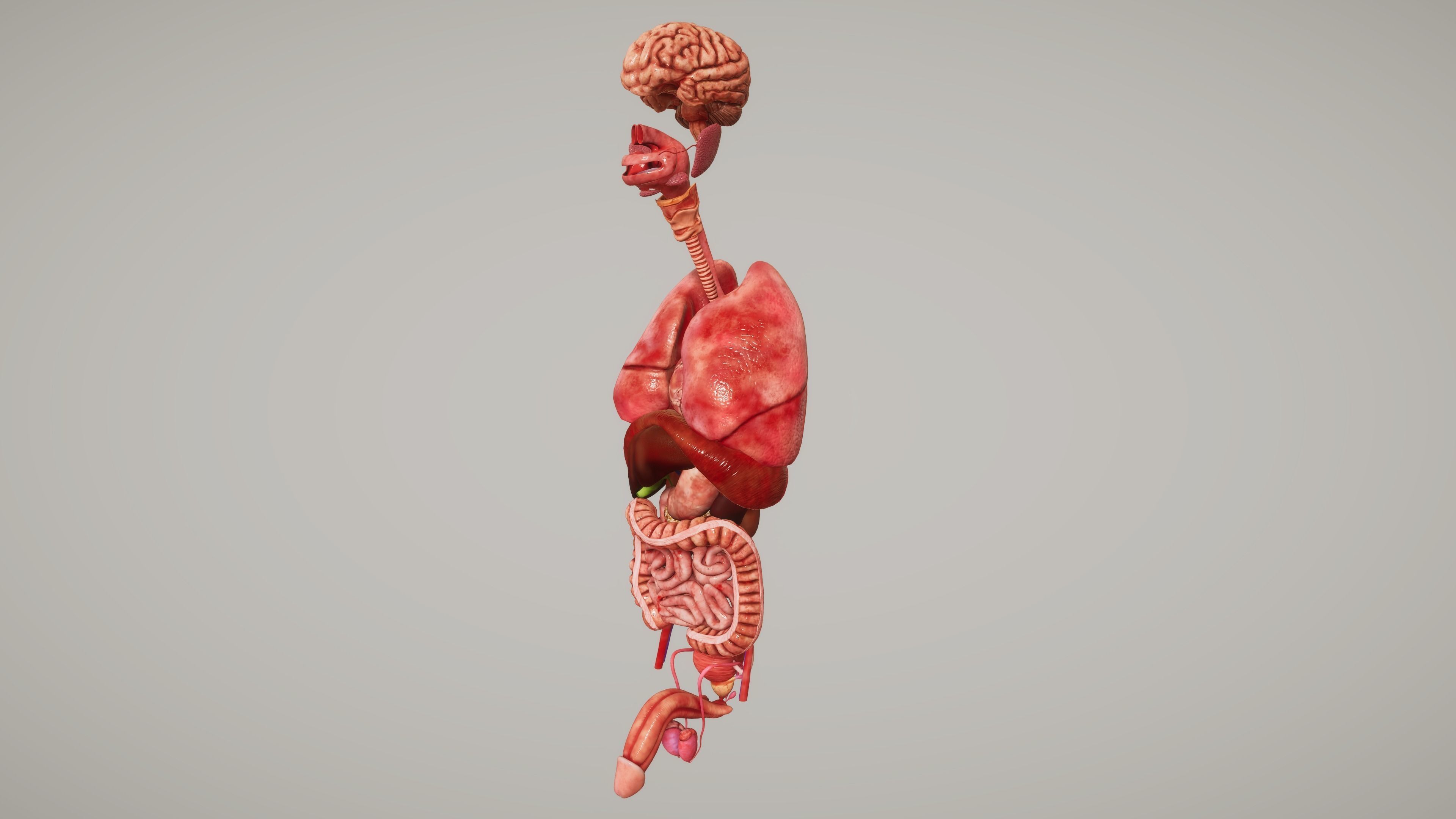 Human Organ System Low-poly 3D model_5