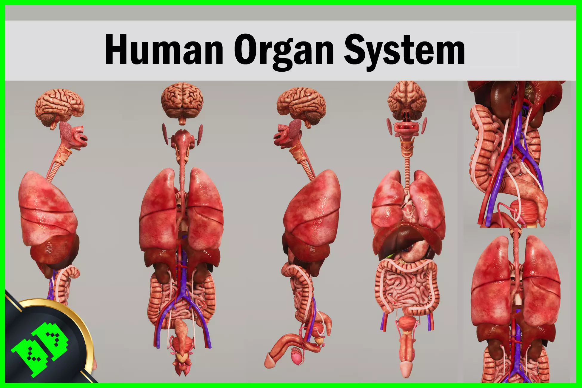 Human Organ System Low-poly 3D model_0