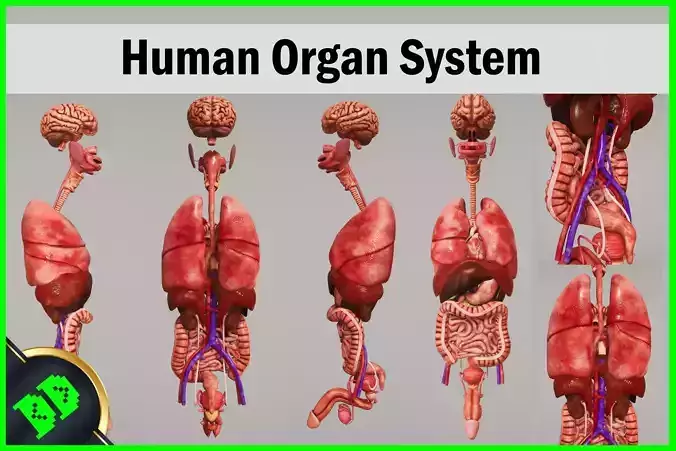 Human Organ System Low-poly 3D model