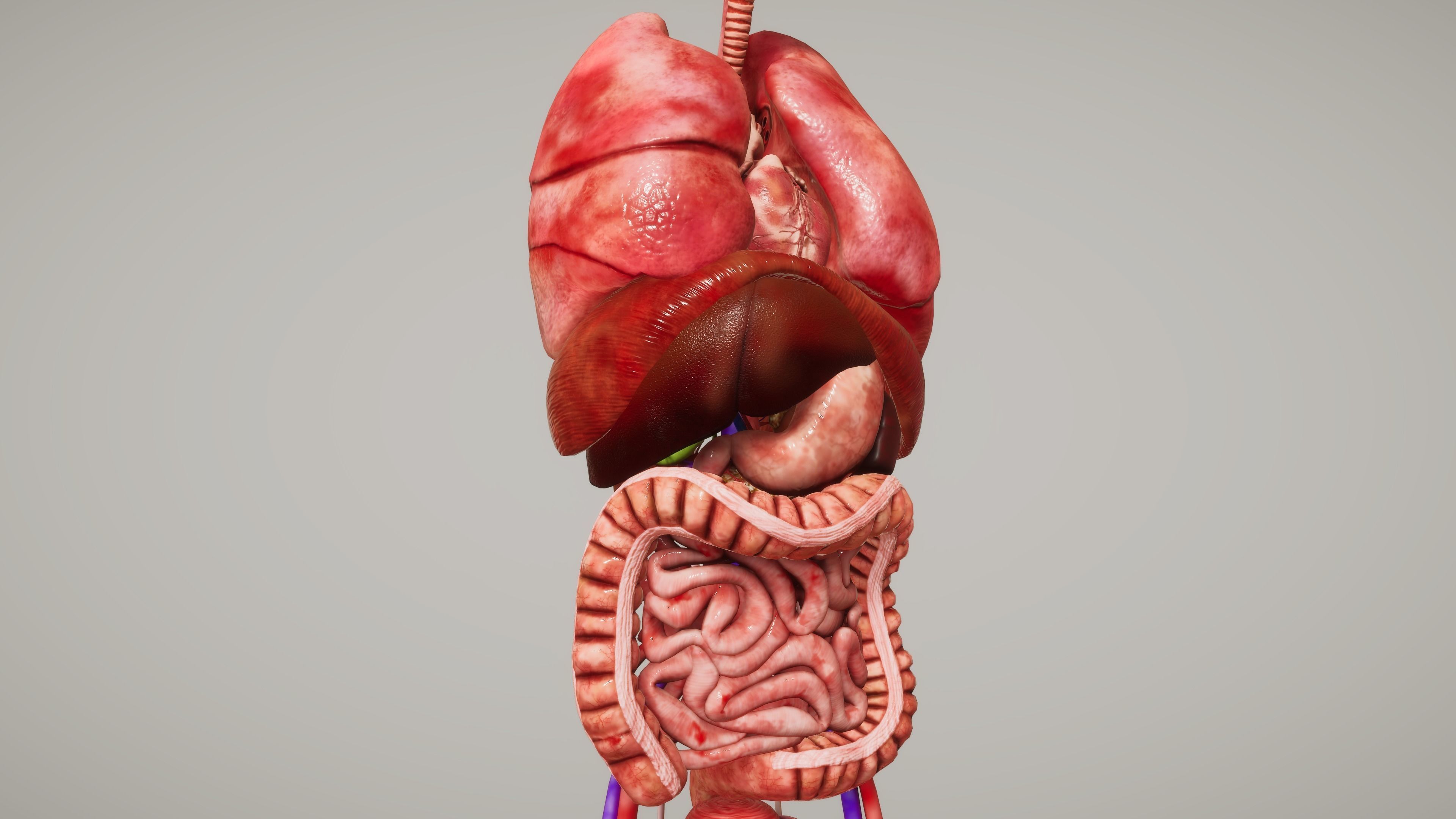 Human Organ System Low-poly 3D model_7