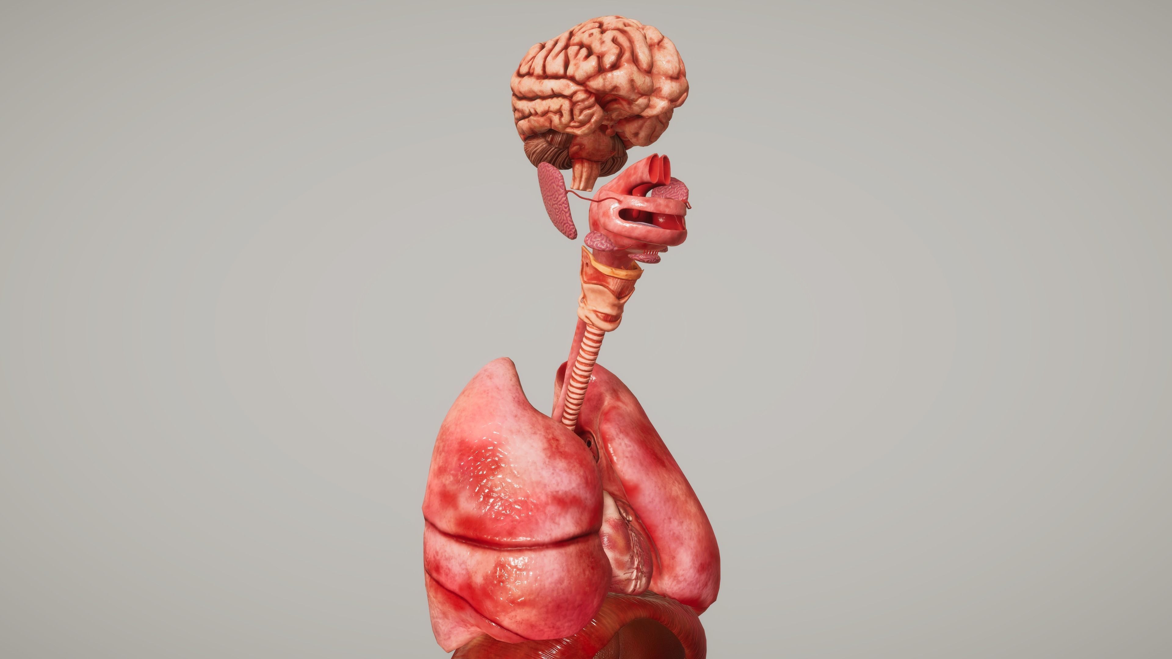Human Organ System Low-poly 3D model_6