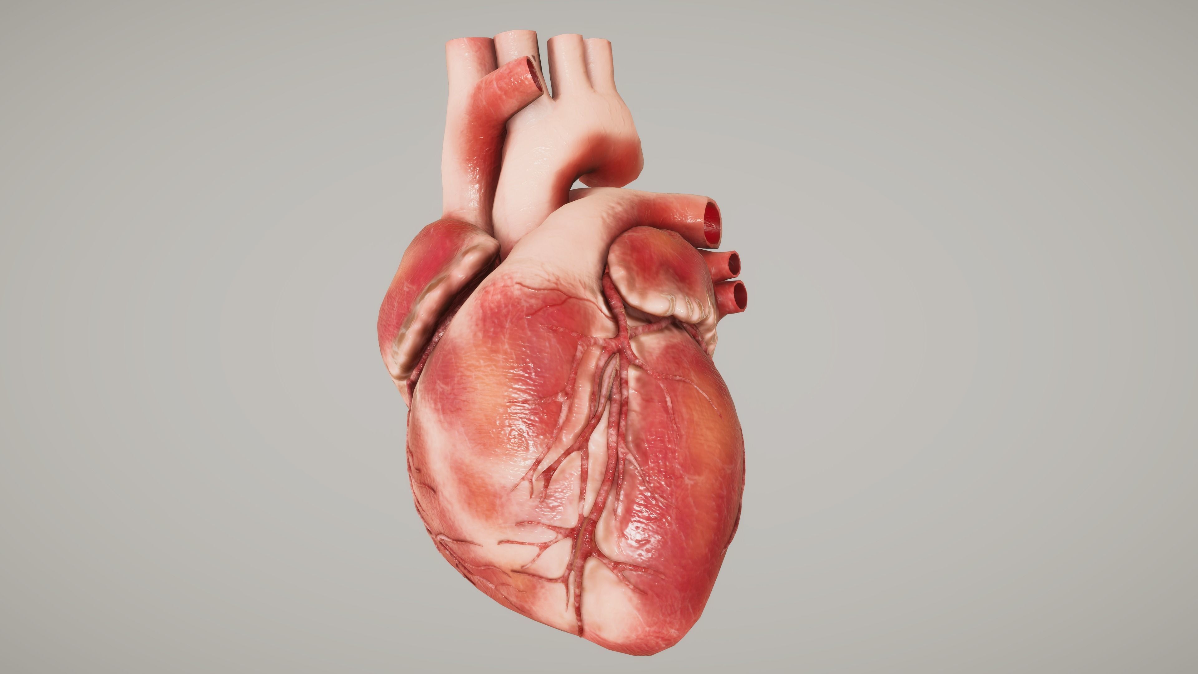 Human Organ System Low-poly 3D model_19