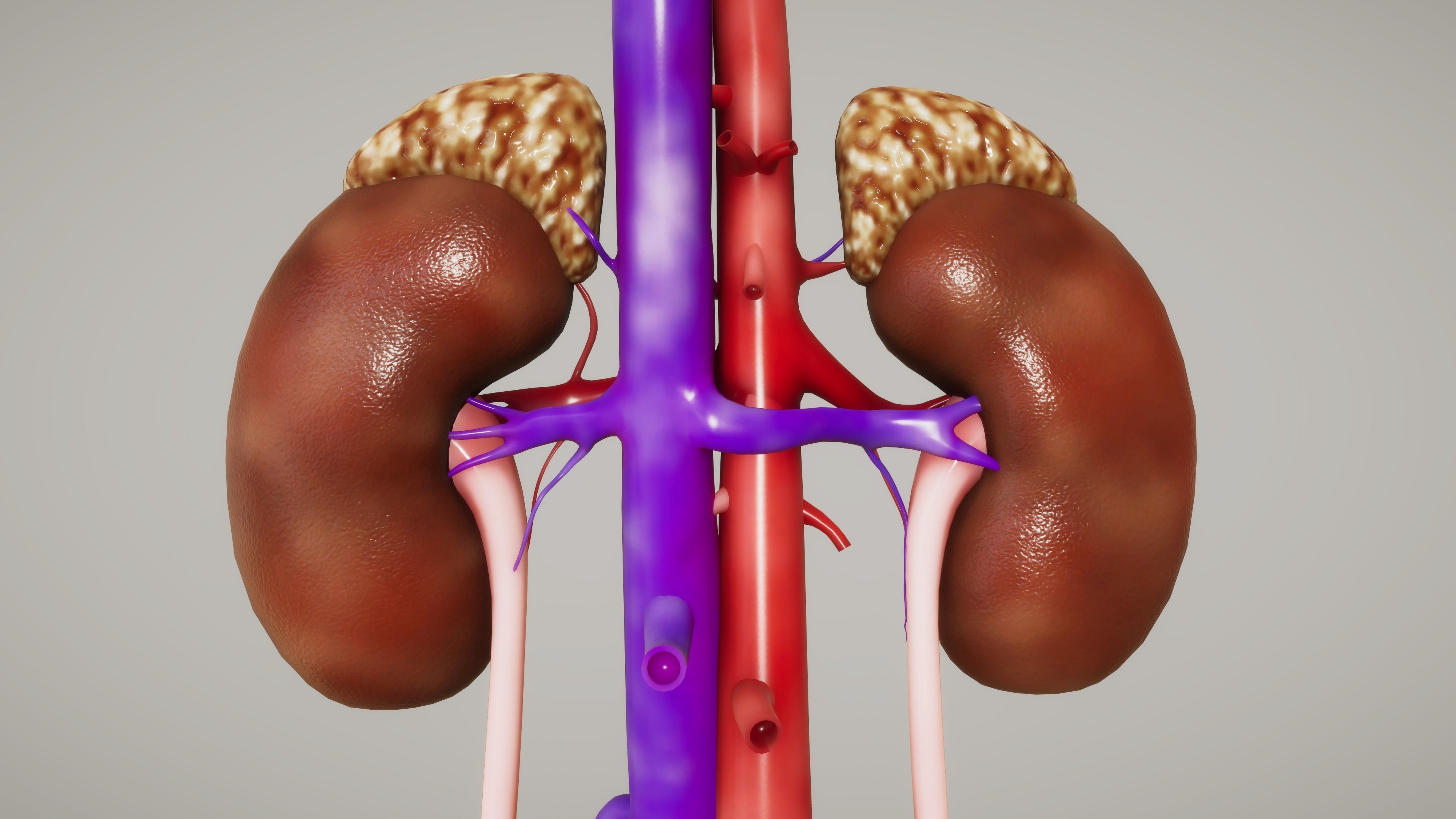 Human Organ System Low-poly 3D model_23