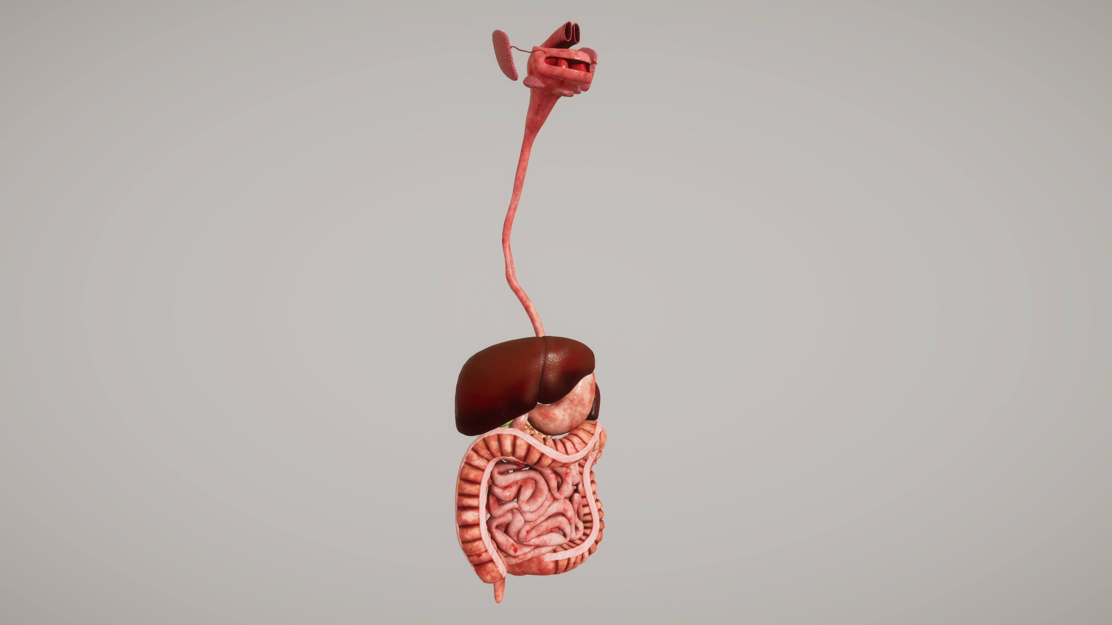 Human Organ System Low-poly 3D model_17