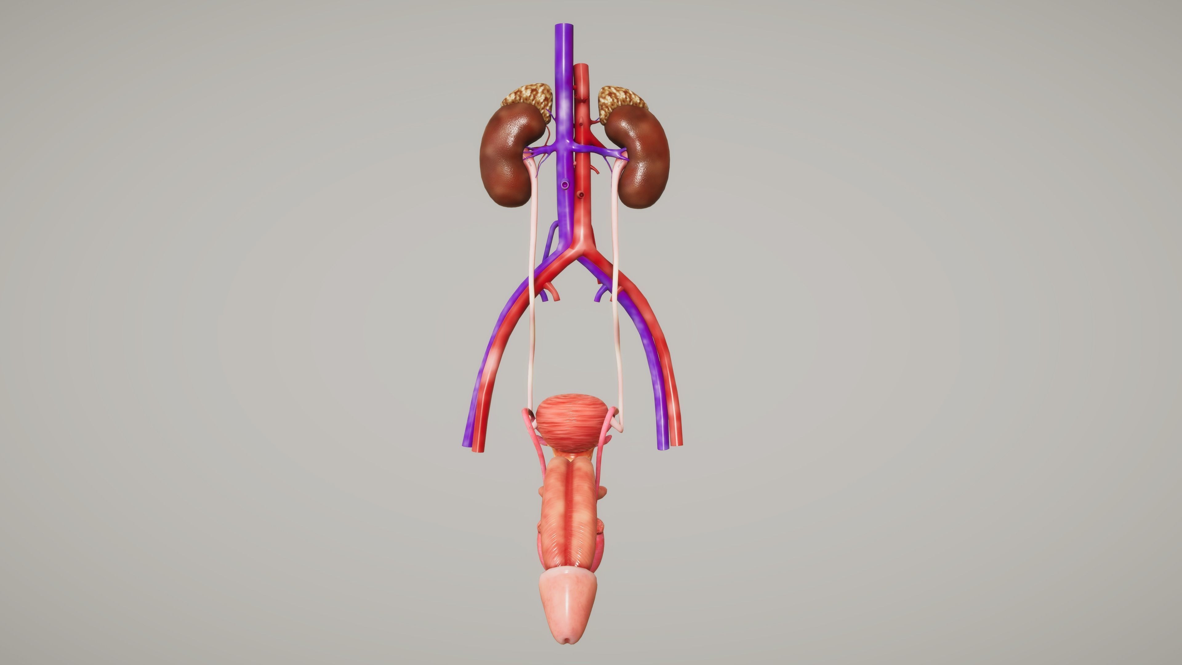 Human Organ System Low-poly 3D model_22