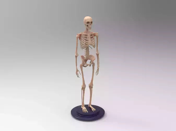 Human Skeleton