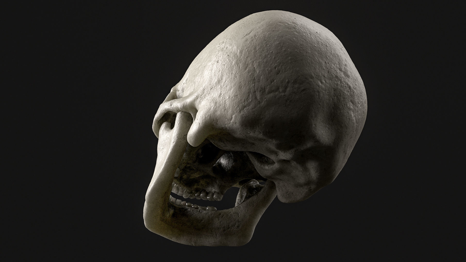 Skull Human Skeletal PBR 3D Scanned Low-poly 3D model_6