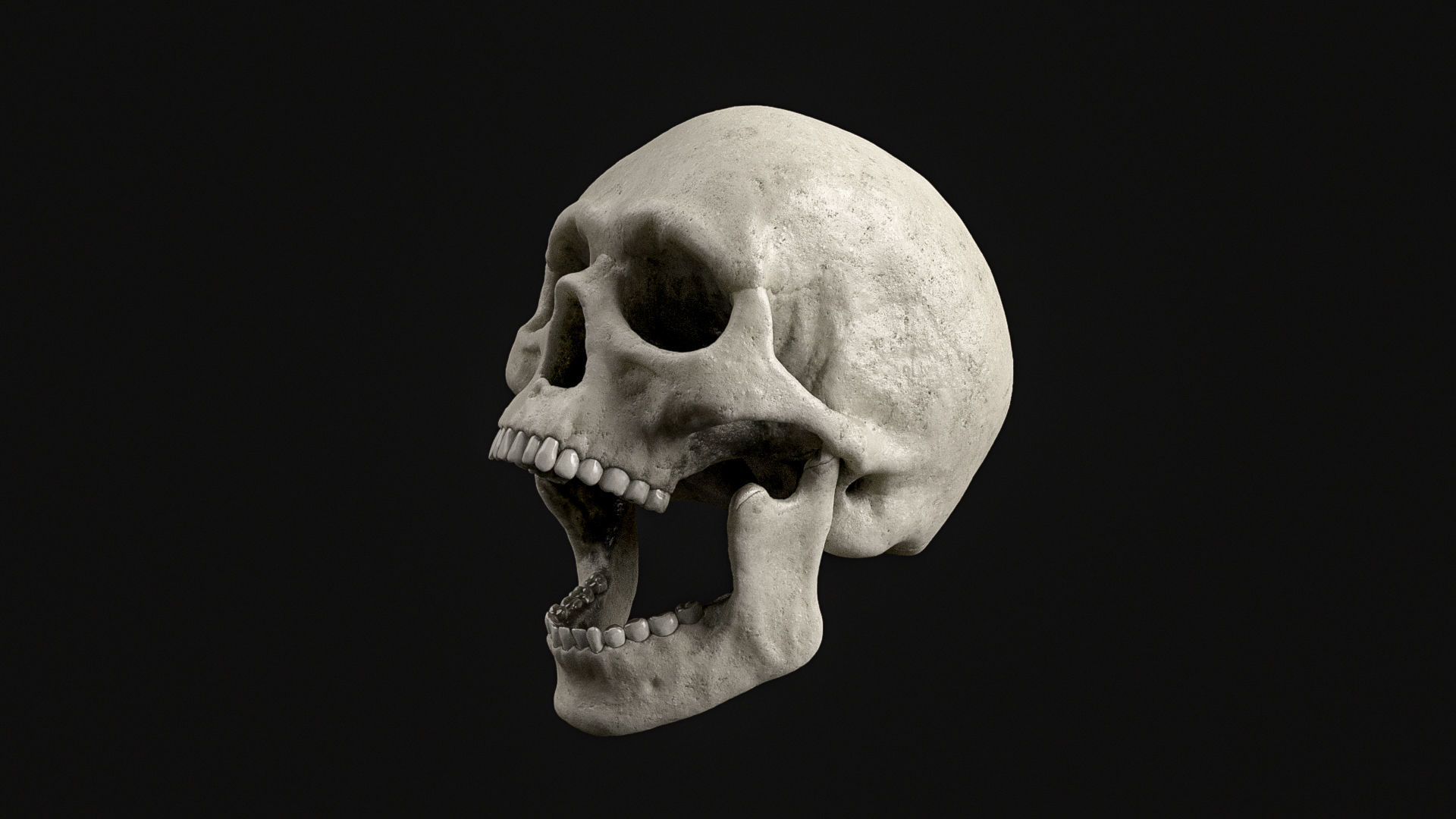 Skull Human Skeletal PBR 3D Scanned Low-poly 3D model_3