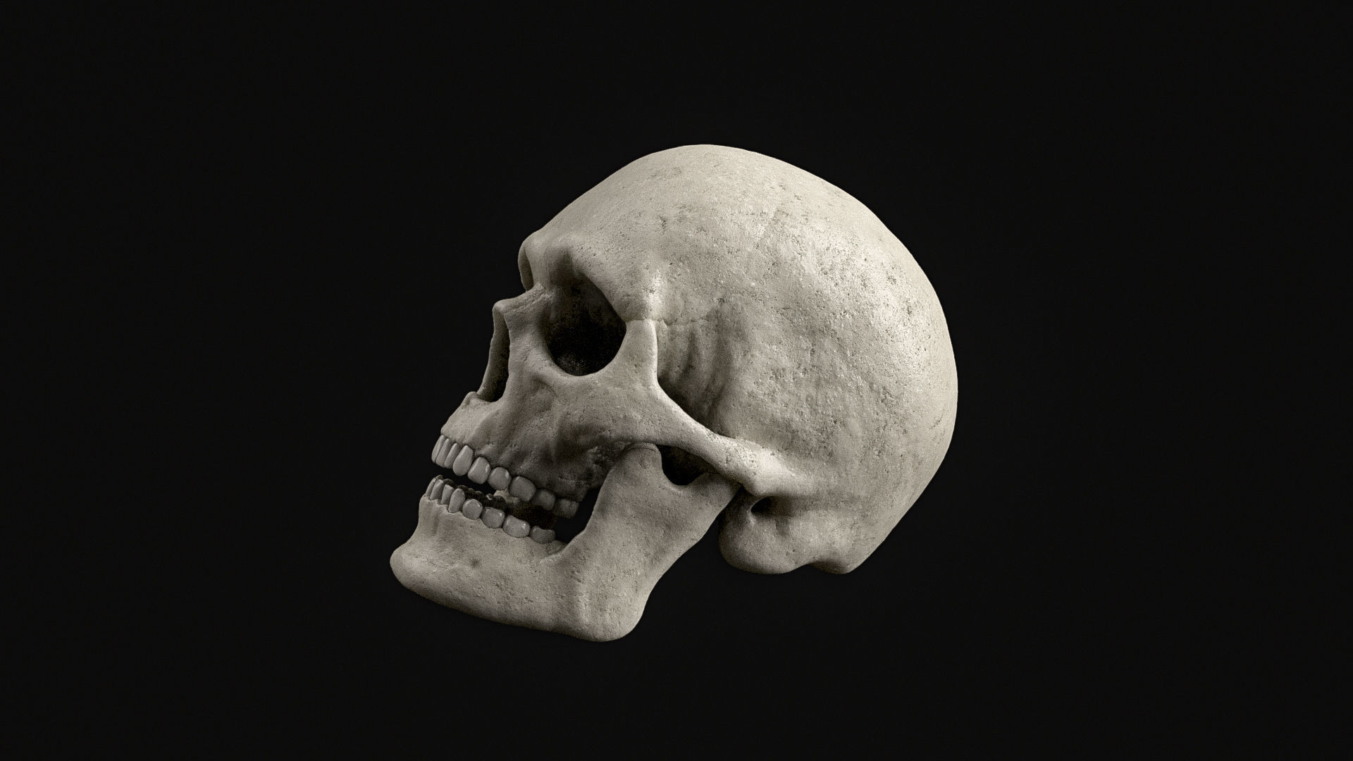 Skull Human Skeletal PBR 3D Scanned Low-poly 3D model_11