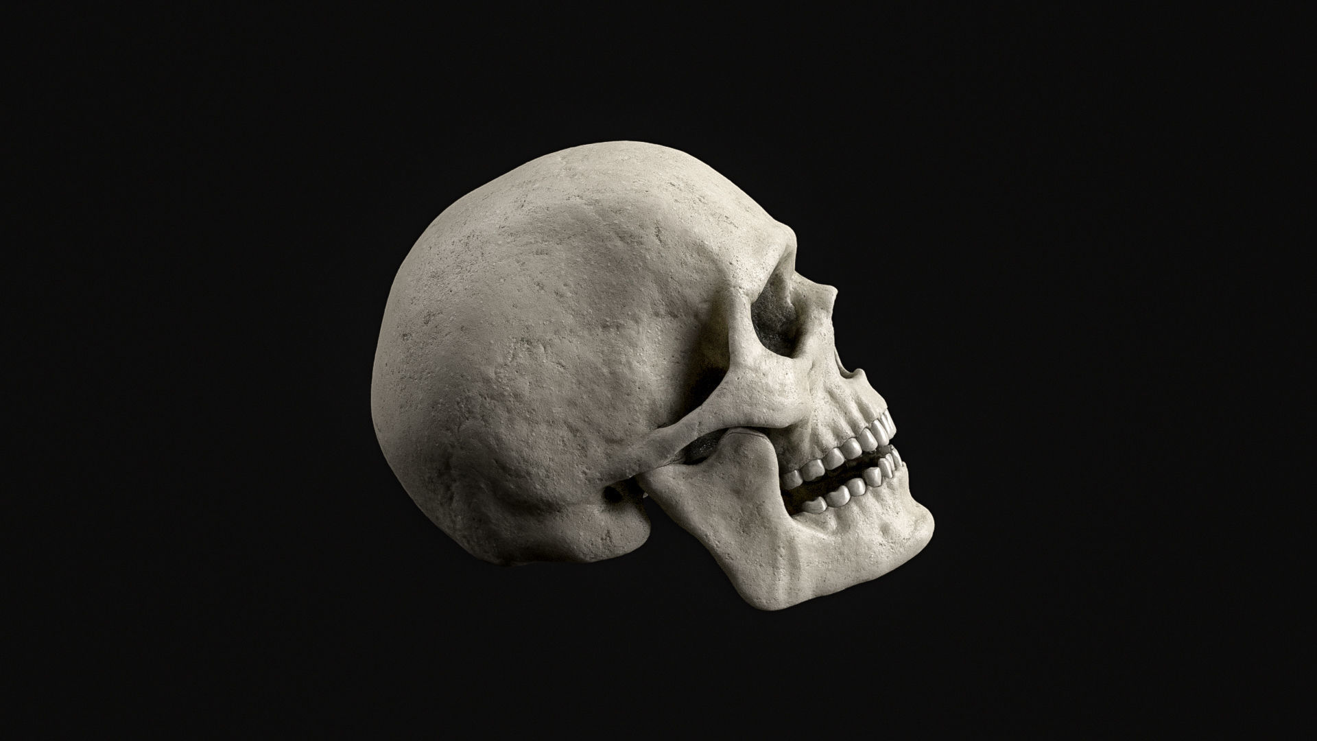 Skull Human Skeletal PBR 3D Scanned Low-poly 3D model_4