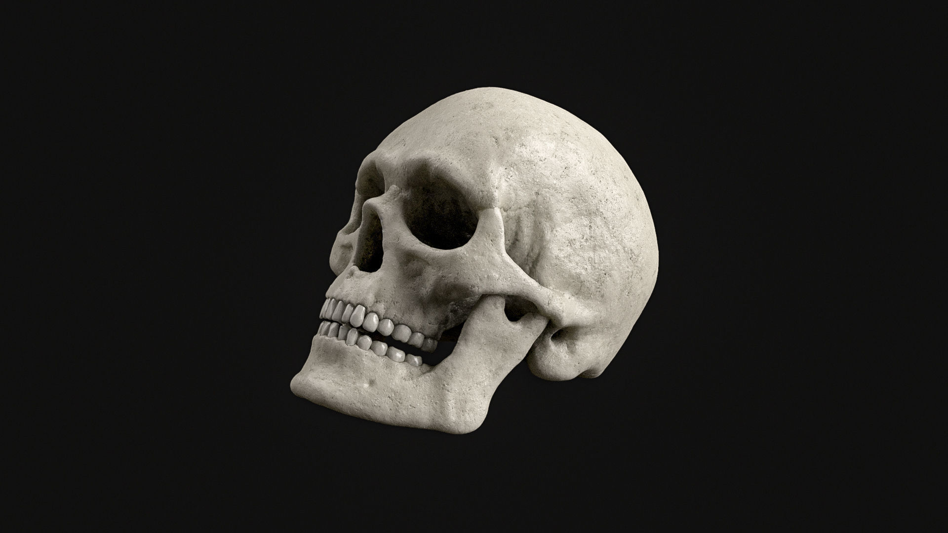 Skull Human Skeletal PBR 3D Scanned Low-poly 3D model_8