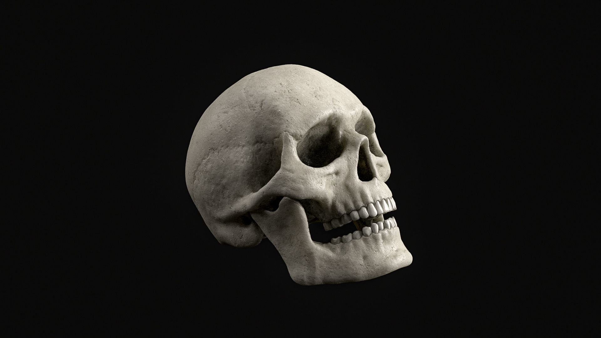 Skull Human Skeletal PBR 3D Scanned Low-poly 3D model_7