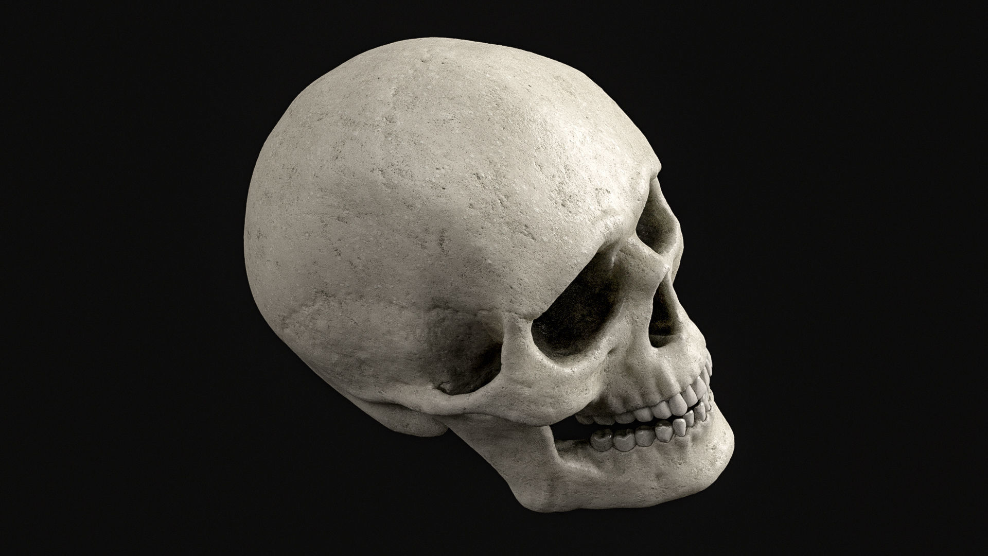 Skull Human Skeletal PBR 3D Scanned Low-poly 3D model_13