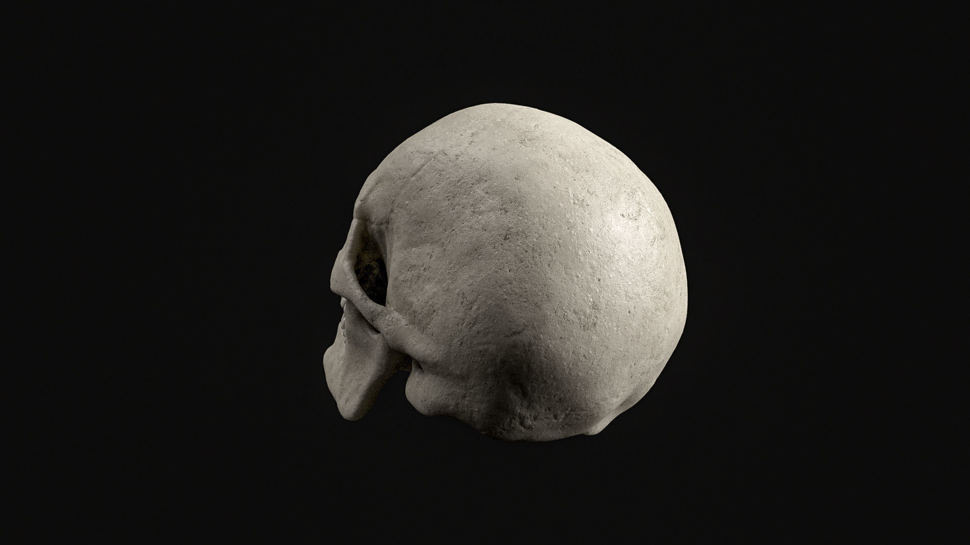 Skull Human Skeletal PBR 3D Scanned Low-poly 3D model_10