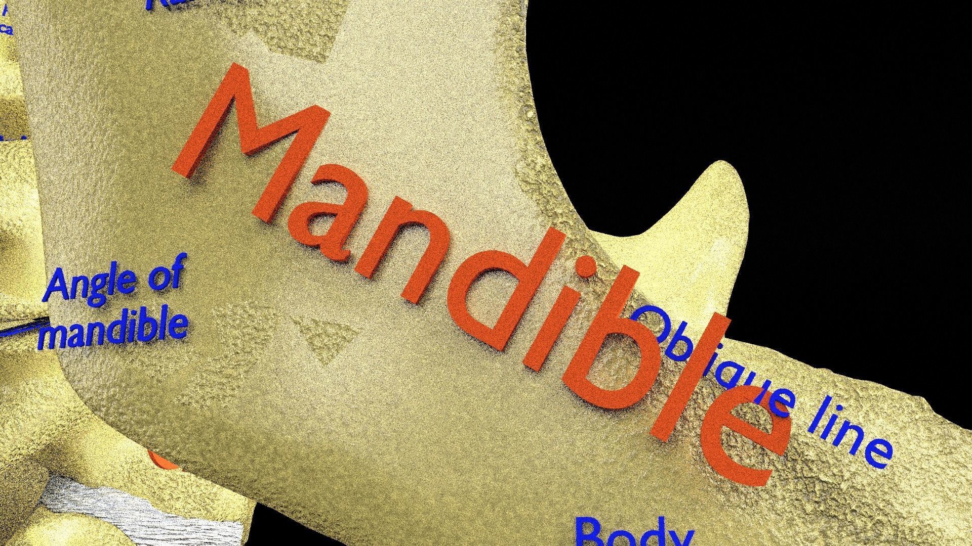 Human skeleton set complete separable labelled bone names parts 3D model_26