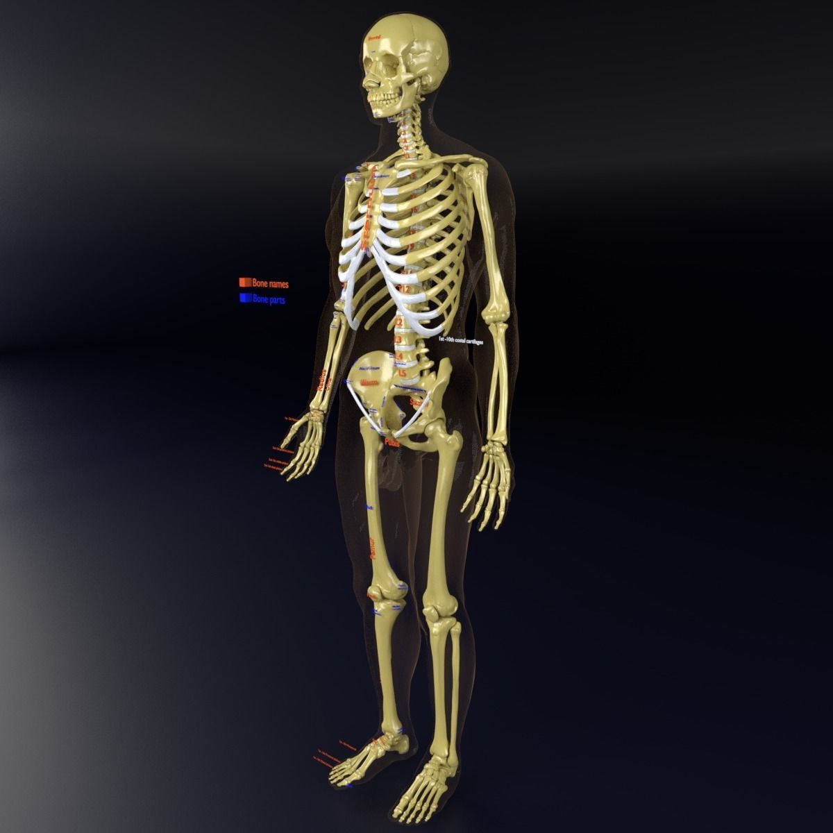 Human skeleton set complete separable labelled bone names parts 3D model_59