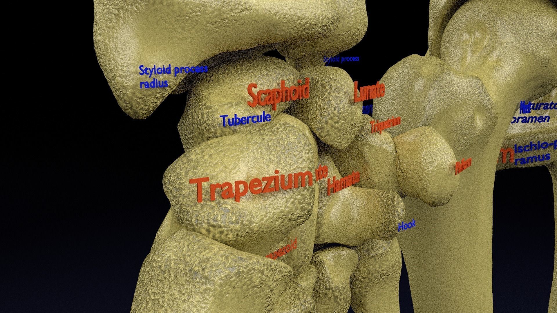 Human skeleton set complete separable labelled bone names parts 3D model_25