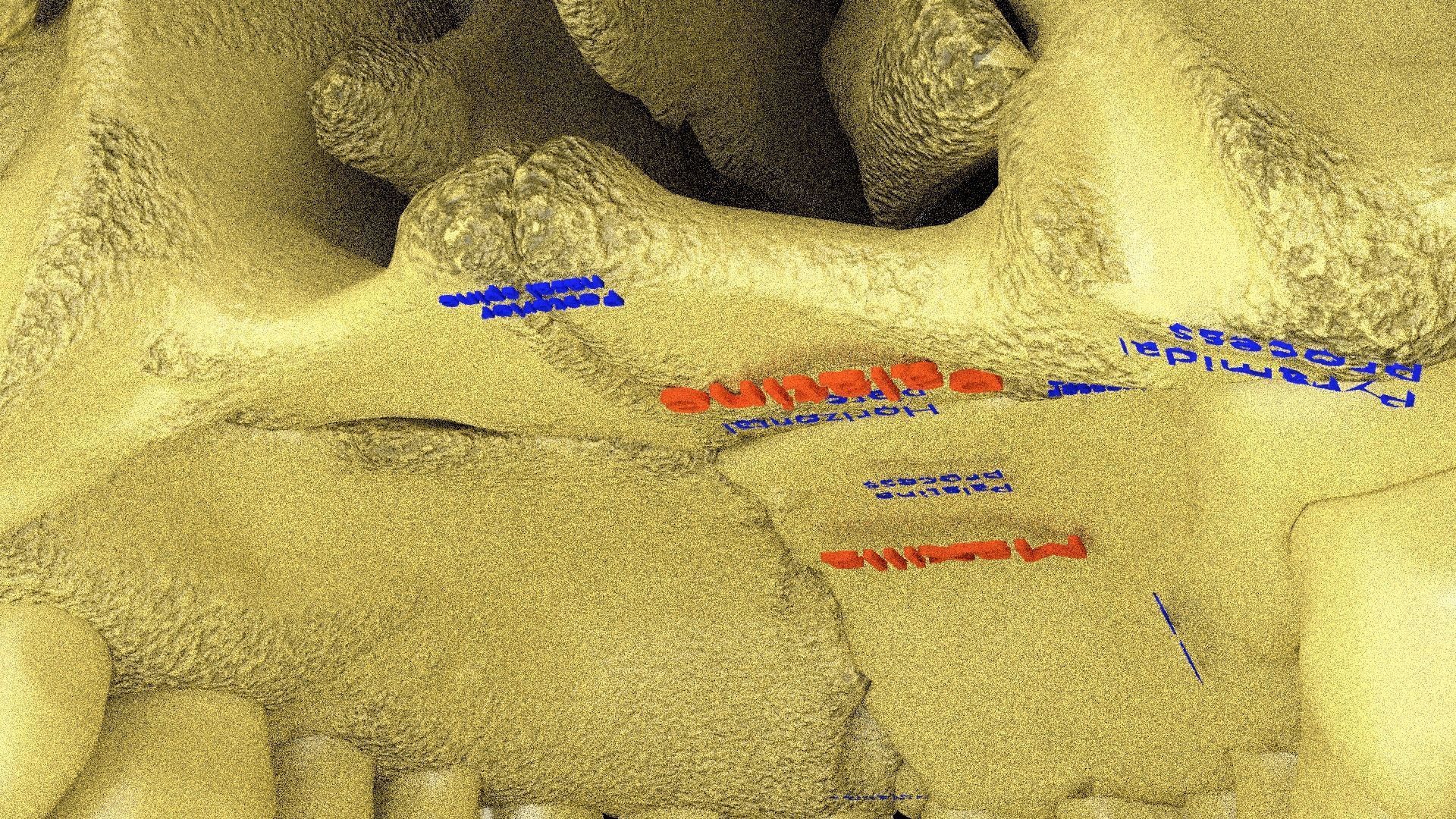 Human skeleton set complete separable labelled bone names parts 3D model_29