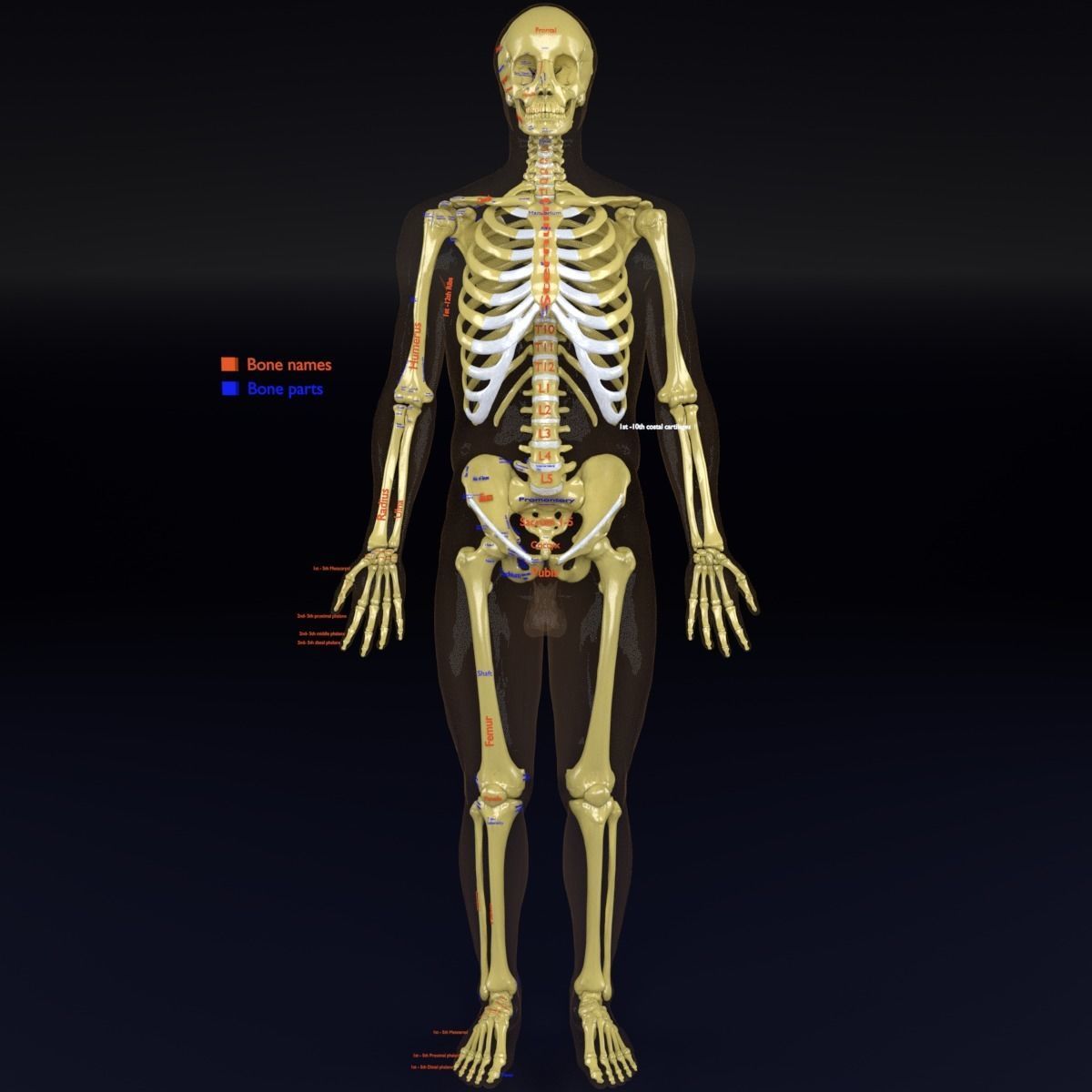 Human skeleton set complete separable labelled bone names parts 3D model_62
