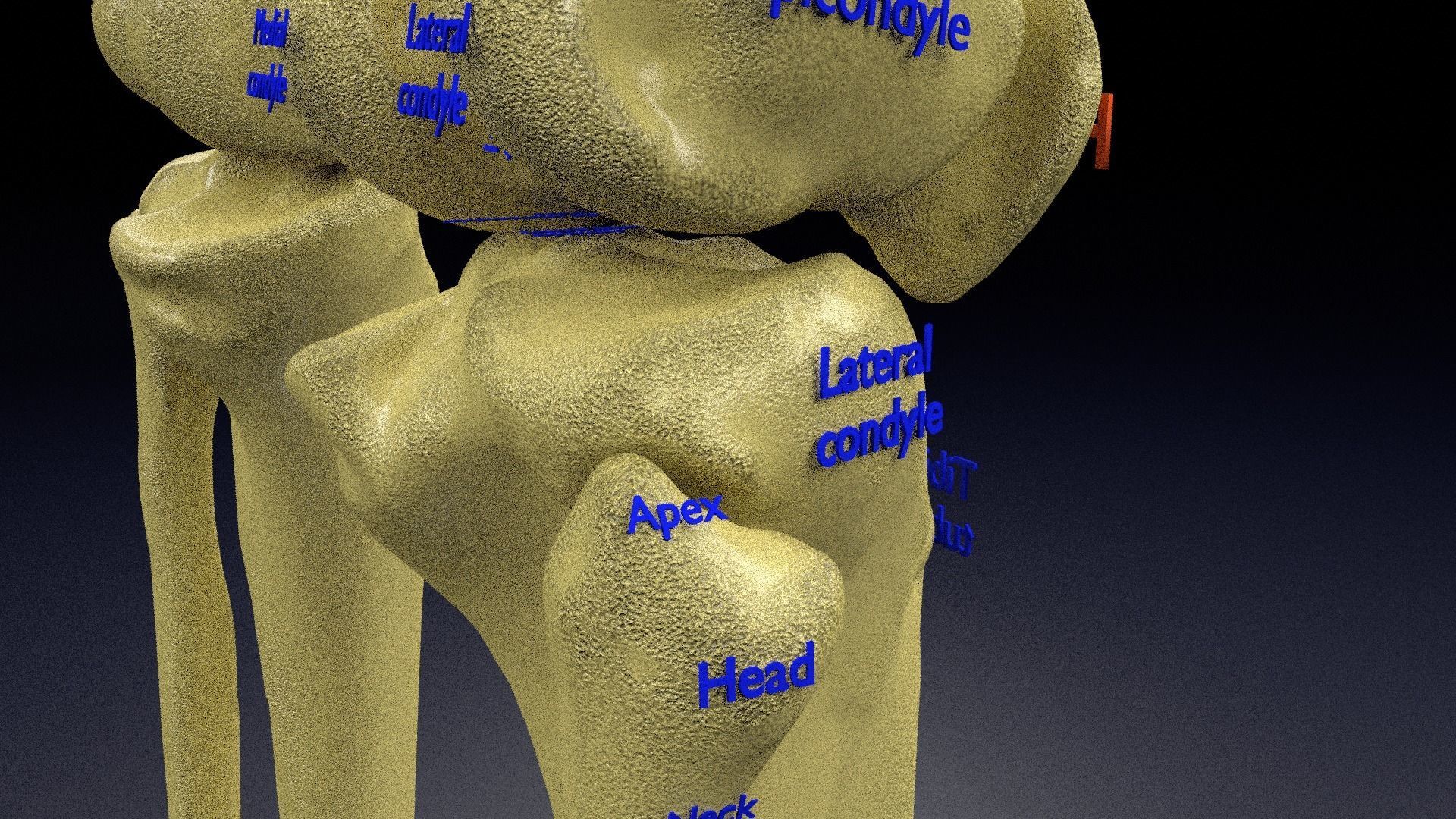 Human skeleton set complete separable labelled bone names parts 3D model_21