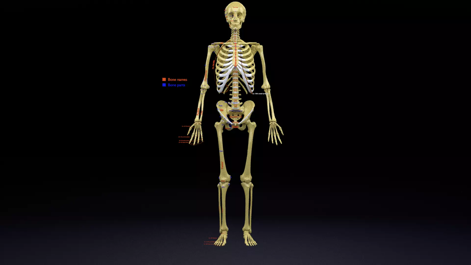 Human skeleton set complete separable labelled bone names parts 3D model_0