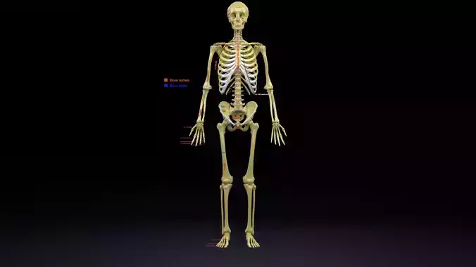 Human skeleton set complete separable labelled bone names parts 3D model