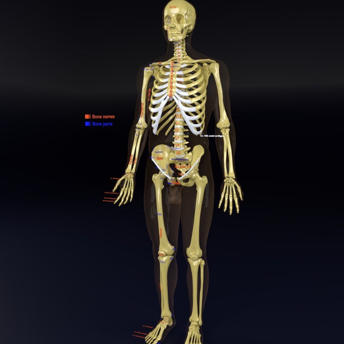 Human skeleton set complete separable labelled bone names parts 3D model_61