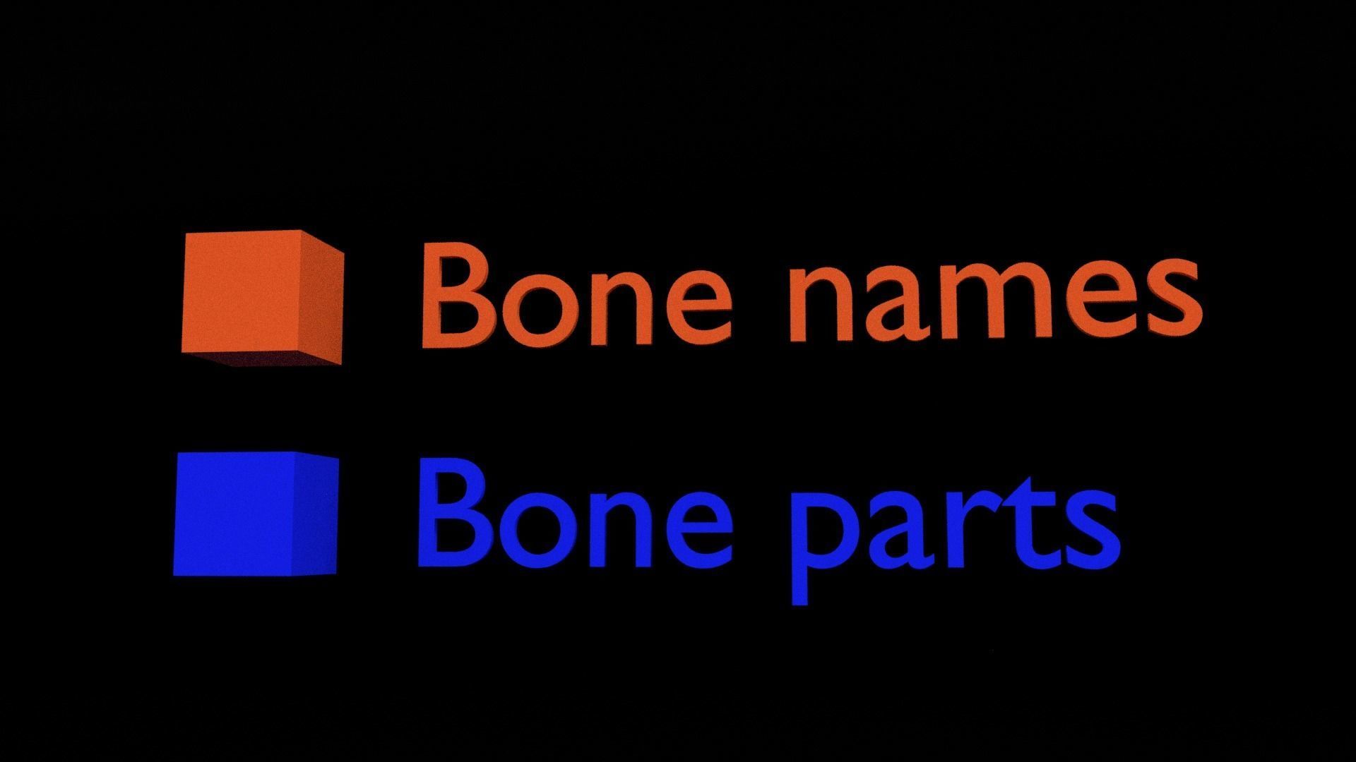 Human skeleton set complete separable labelled bone names parts 3D model_17